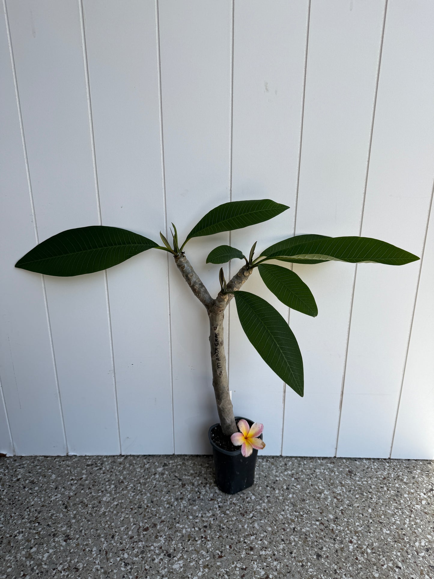 Mardi Gras Plumeria Rooted cutting