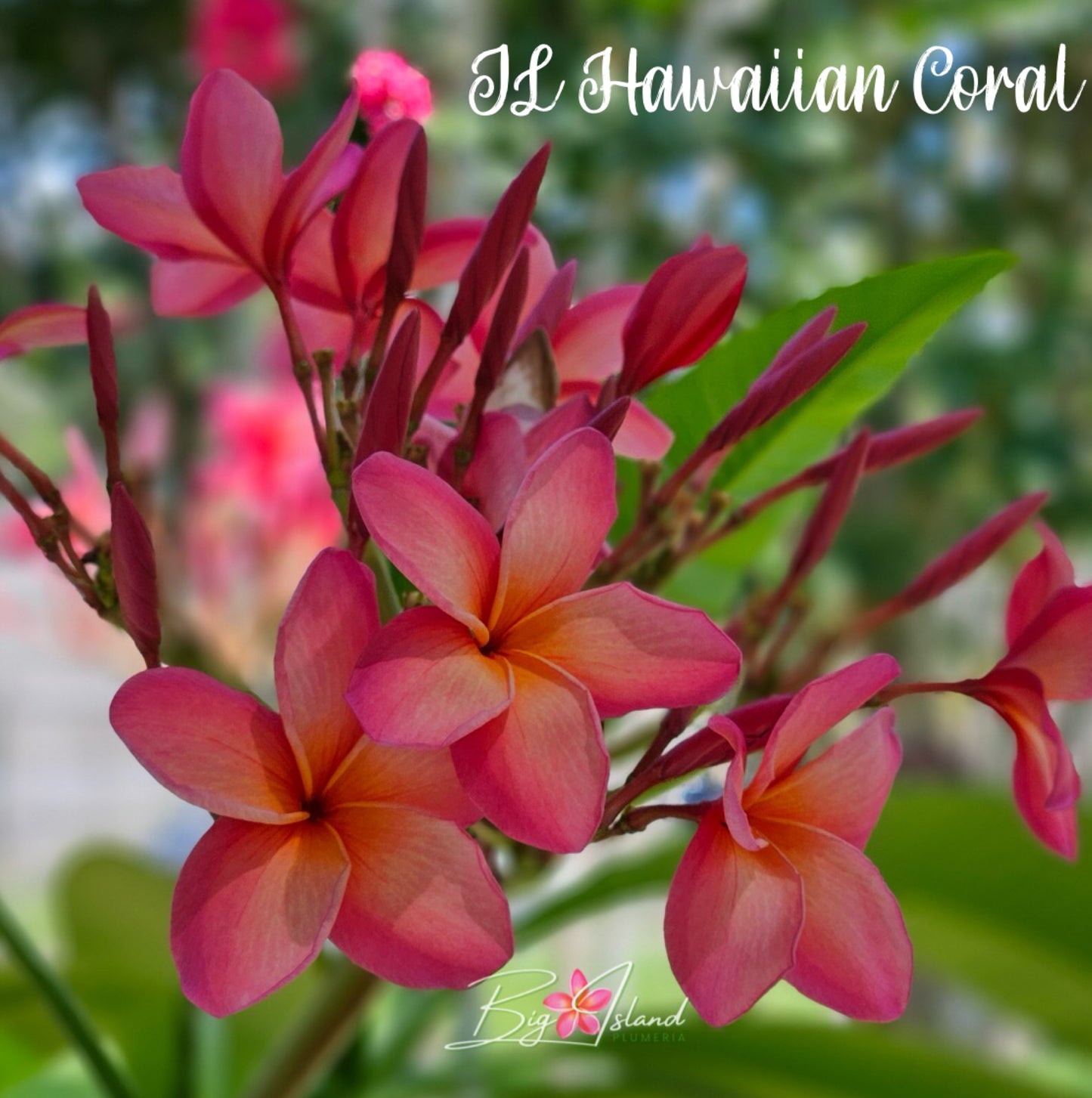 JL Hawaiian Coral rooted cutting
