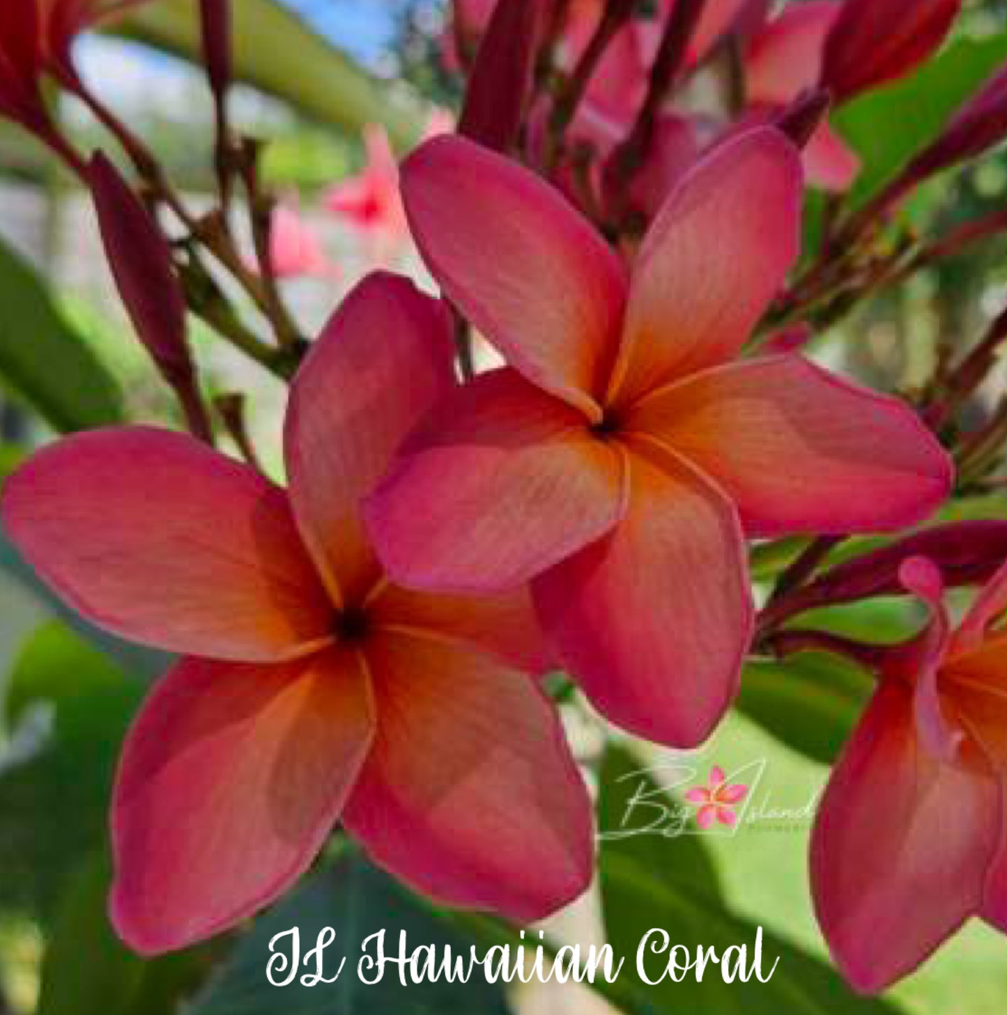 JL Hawaiian Coral rooted cutting