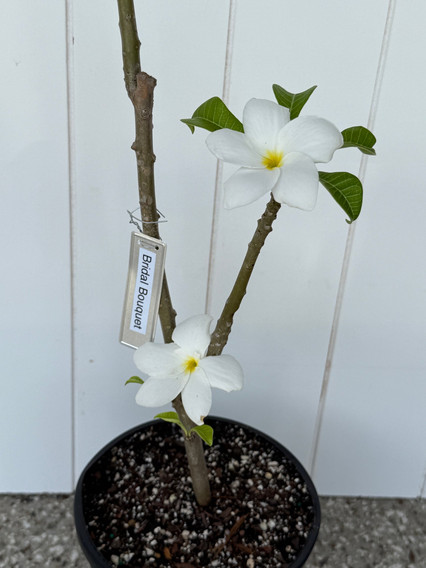 Bridal Bouquet (Pudica) Plumeria rooted cutting