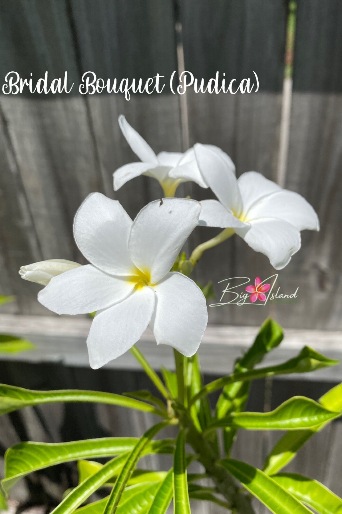 Bridal Bouquet (Pudica) Plumeria Rooted cutting - Local