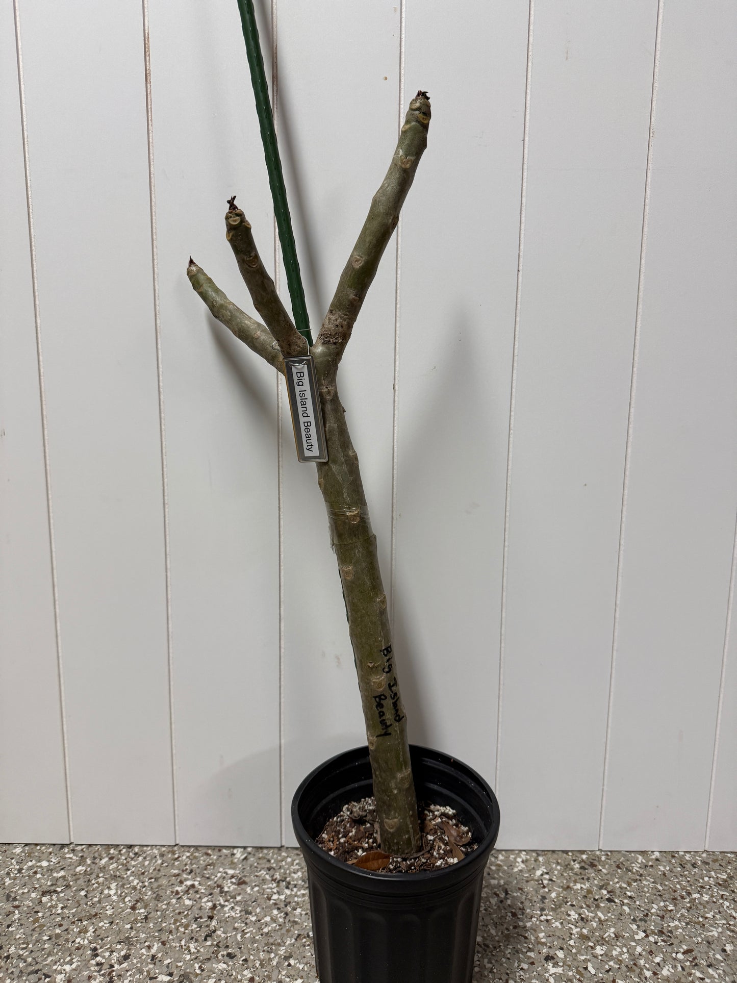 Big Island Beauty Plumeria rooted cutting (LOCAL)