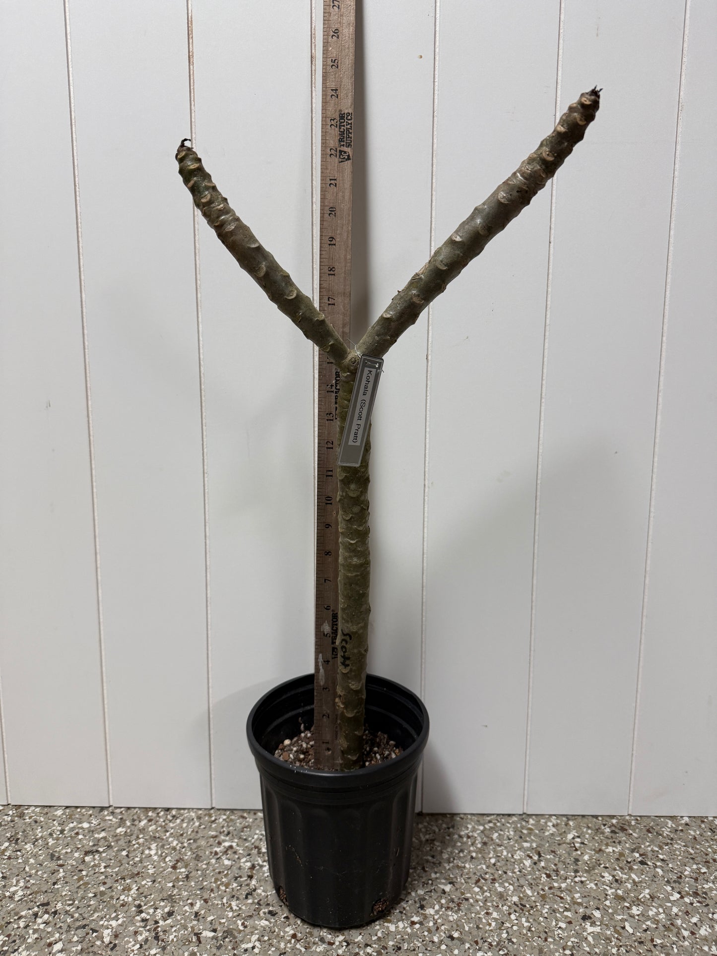 Kohala (Scott Pratt) Plumeria Rooted cutting (LOCAL)