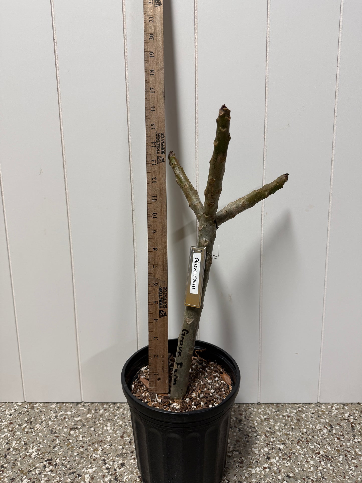 Grove Farm Plumeria Rooted cutting (LOCAL)