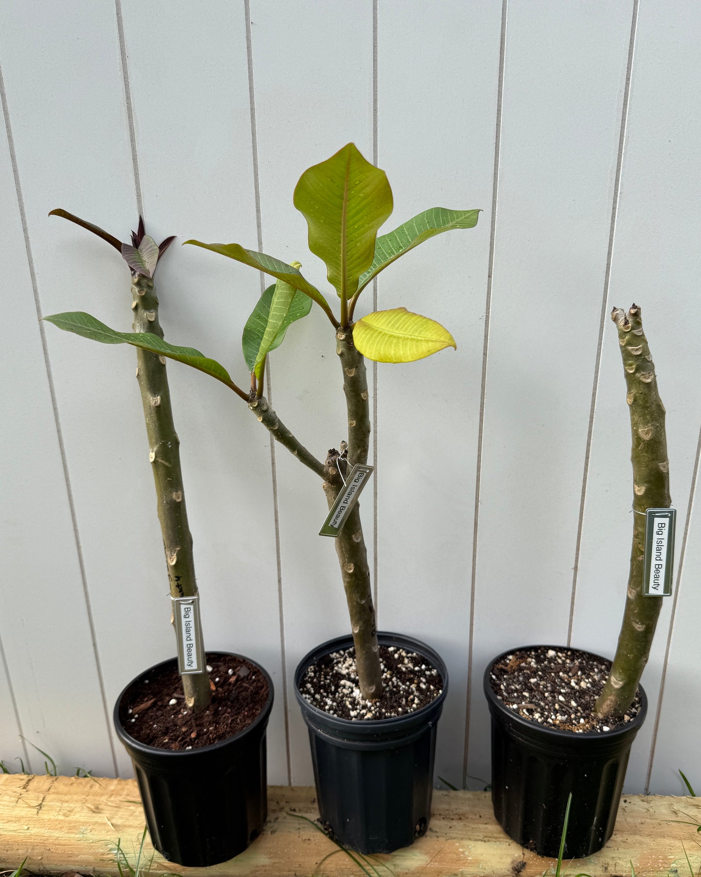 Big Island Beauty Plumeria rooted cutting