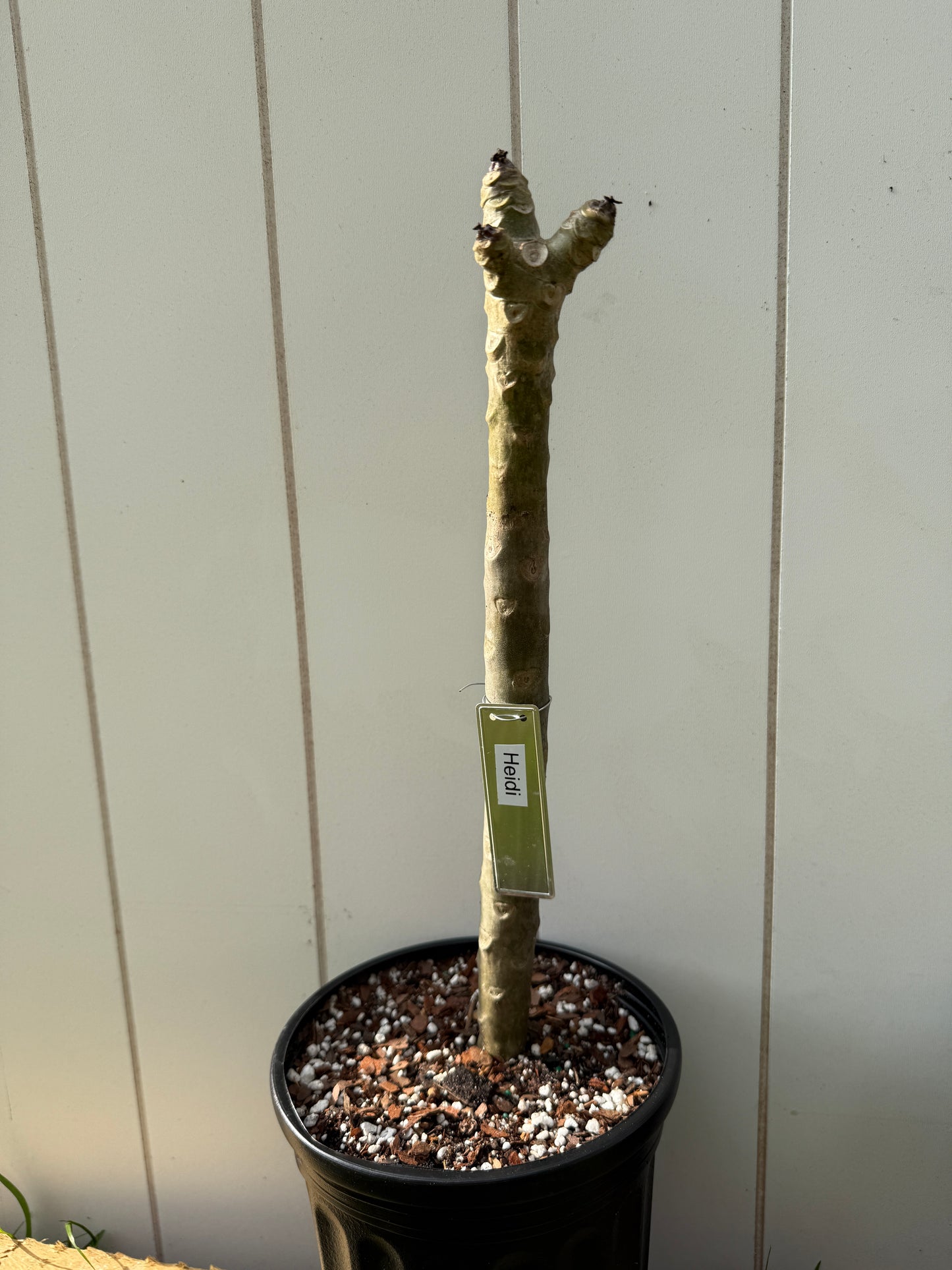 Heidi Plumeria Rooted cutting