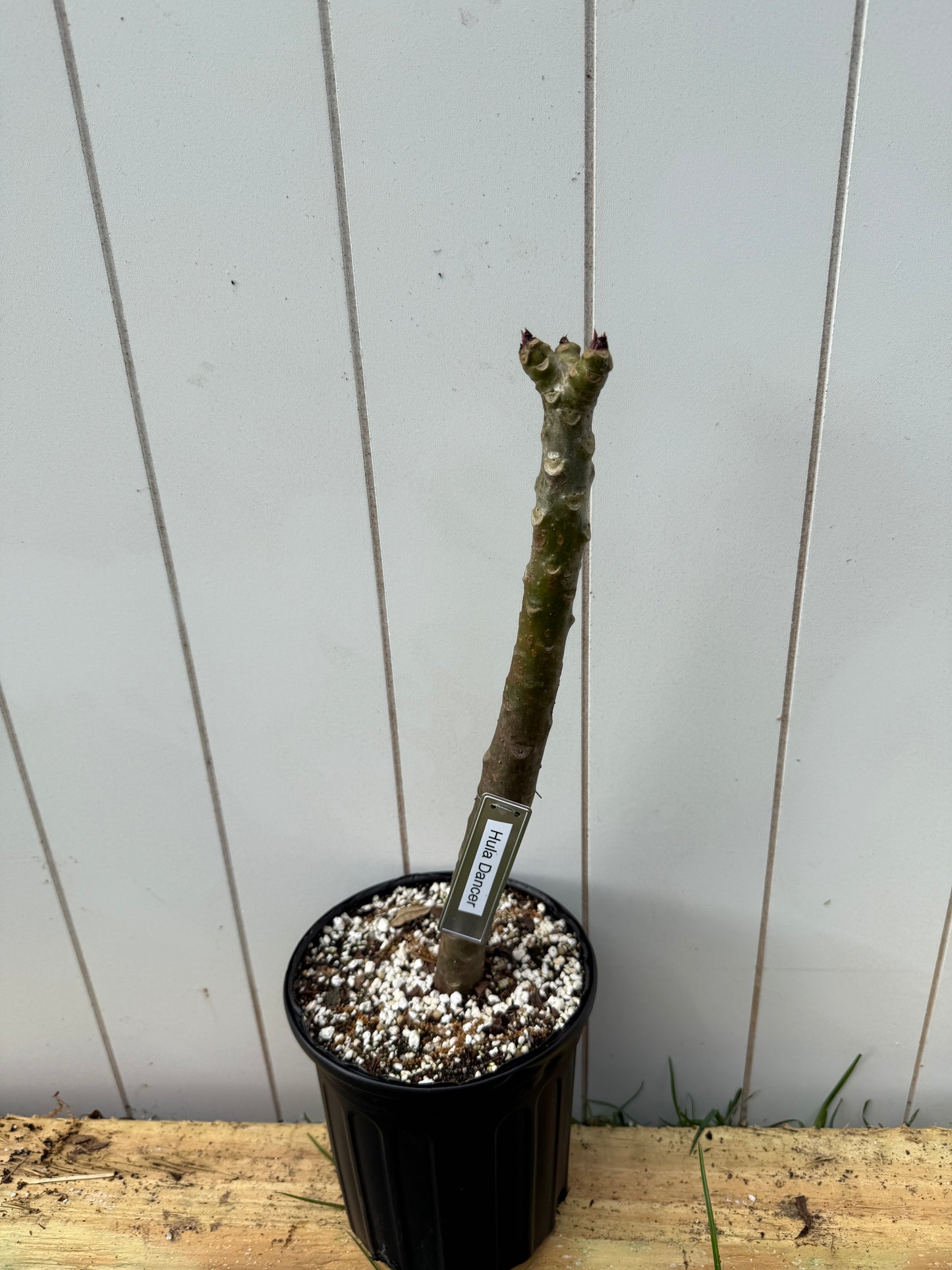 Hula Dancer Plumeria Rooted cutting