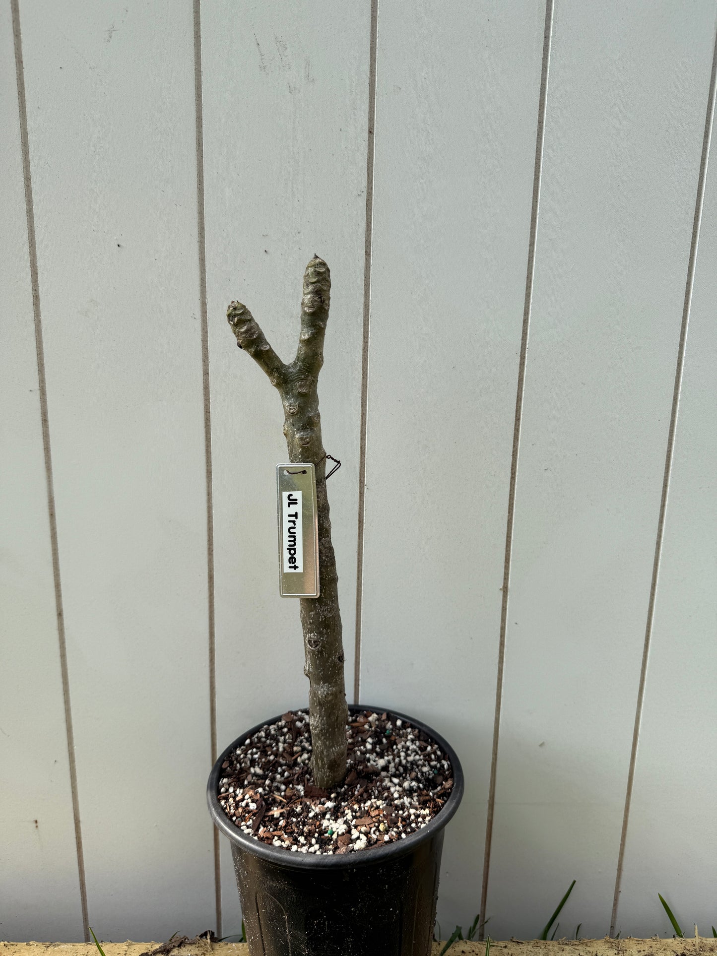 JL Trumpet Plumeria Rooted cutting