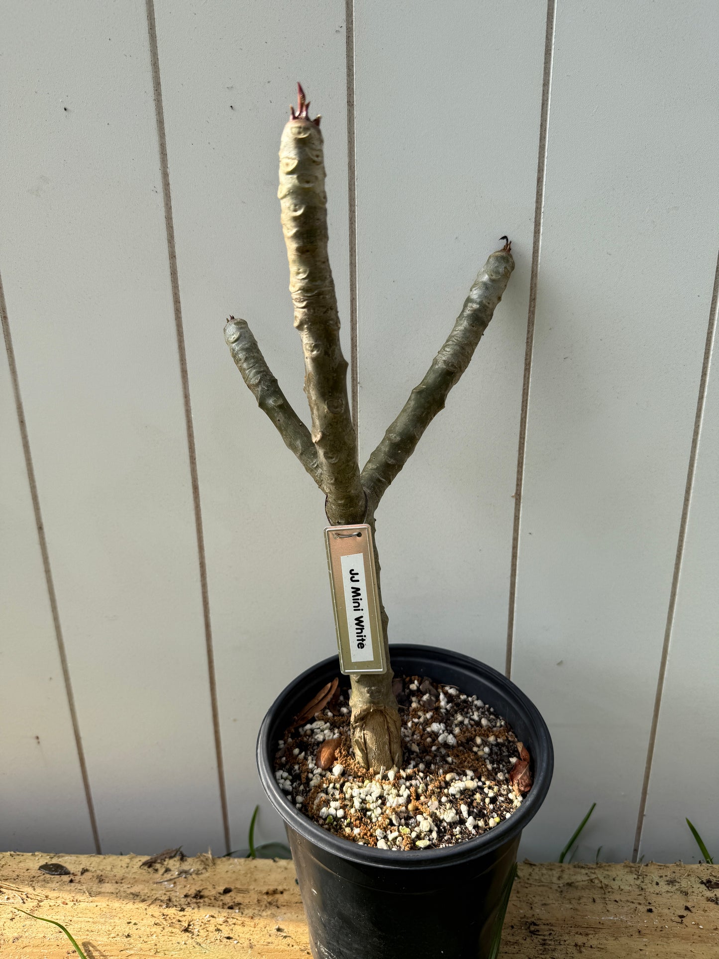 JJ Mini White Plumeria Rooted cutting