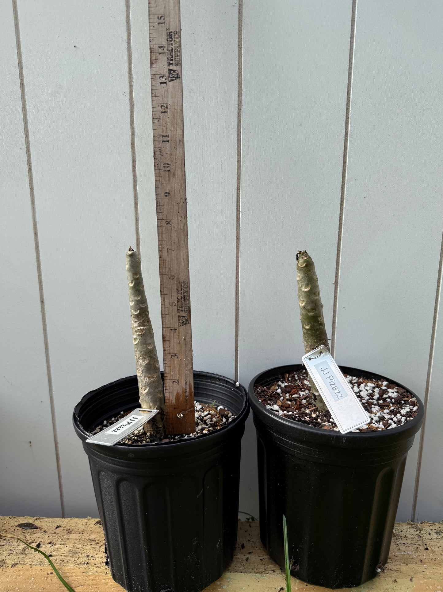 JJ Pizazz Plumeria Rooted cutting