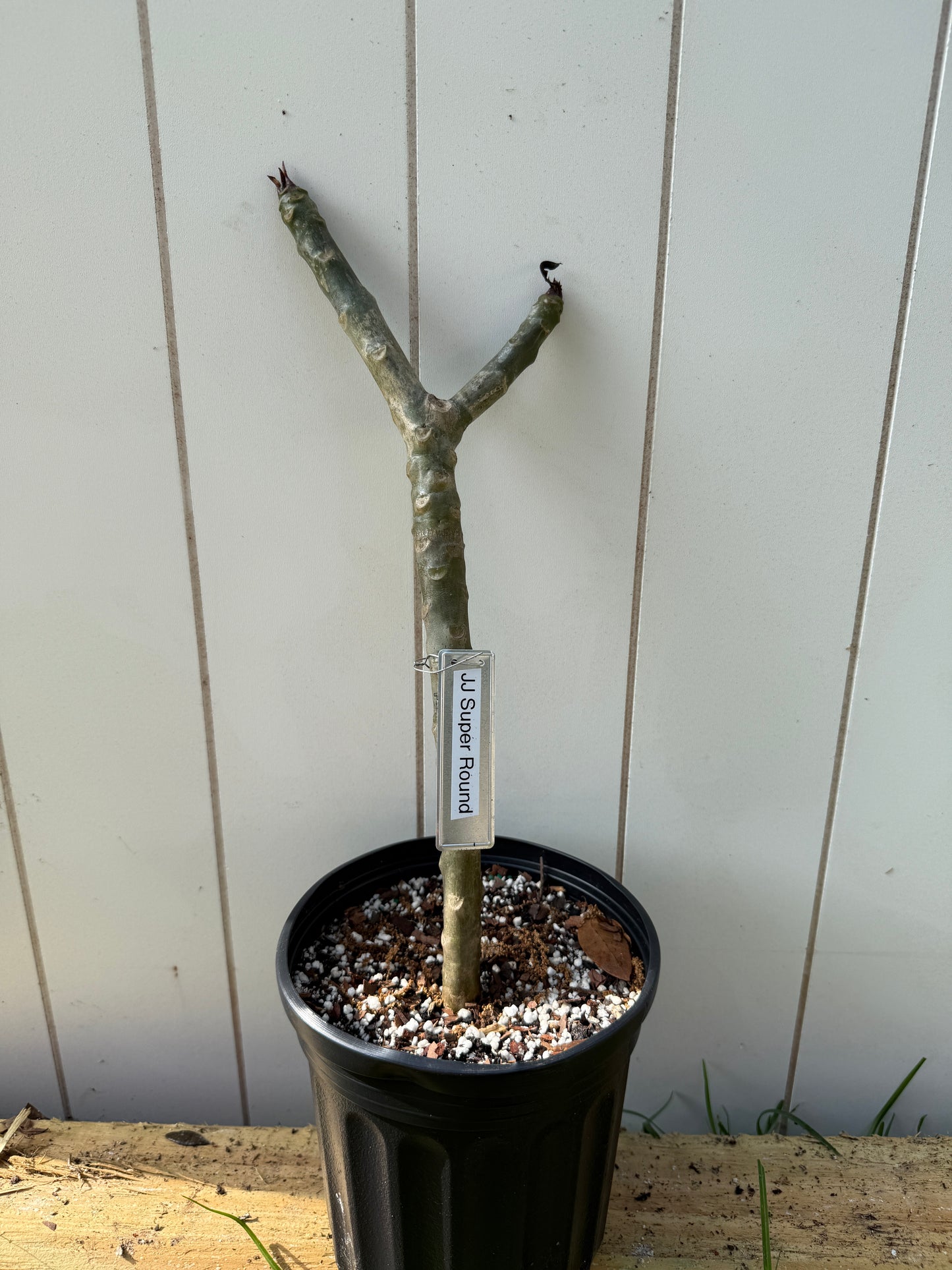 JJ Super Round Plumeria Rooted cutting