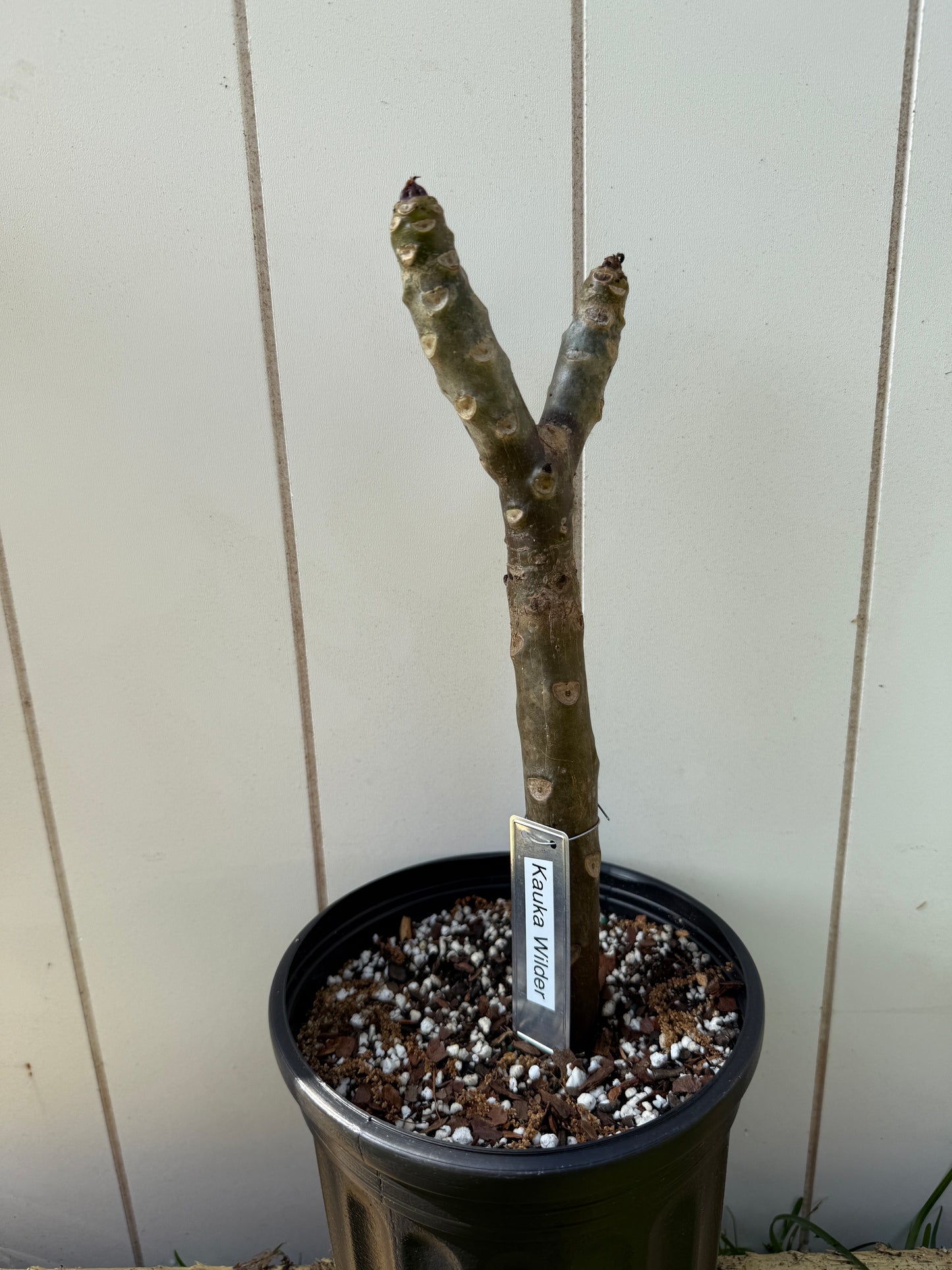 Kauka Wilder Plumeria Rooted cutting