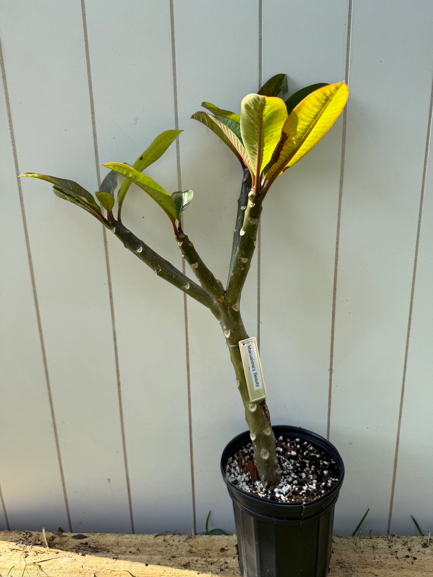 Makuahines Beauty Plumeria Rooted cutting (LOCAL)
