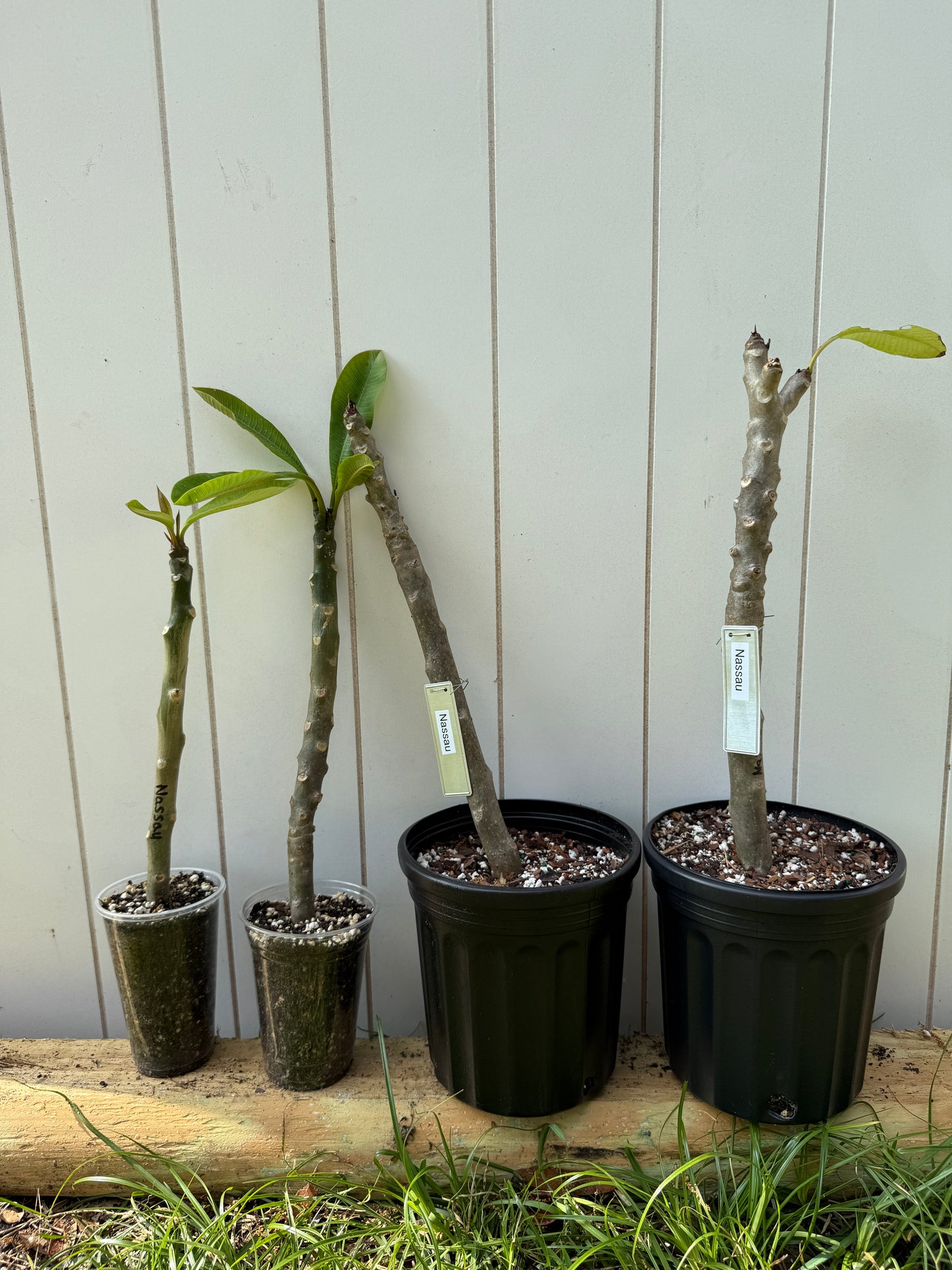 Nassau Plumeria Rooted cutting