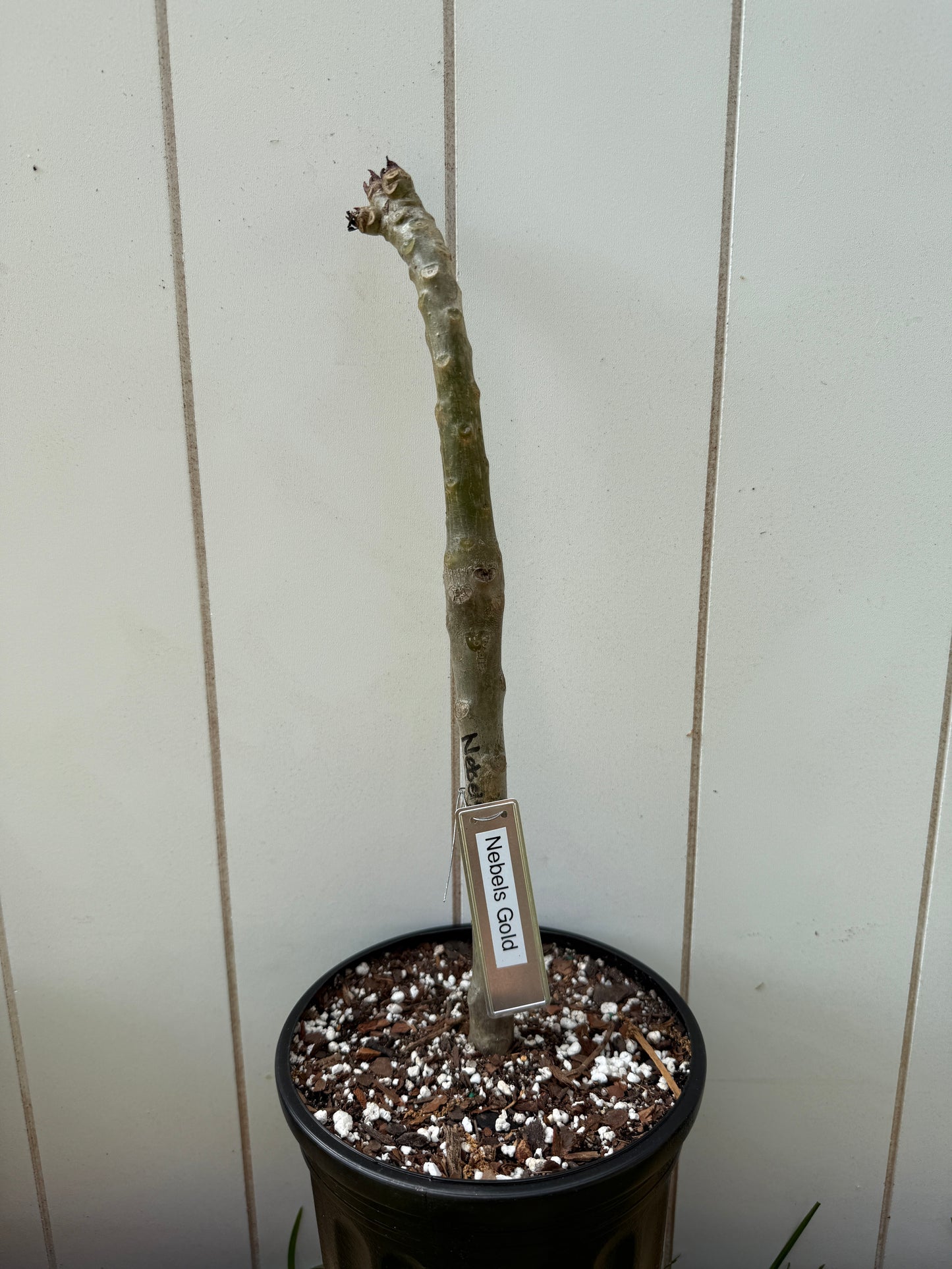 Nebels Gold Plumeria rooted cutting