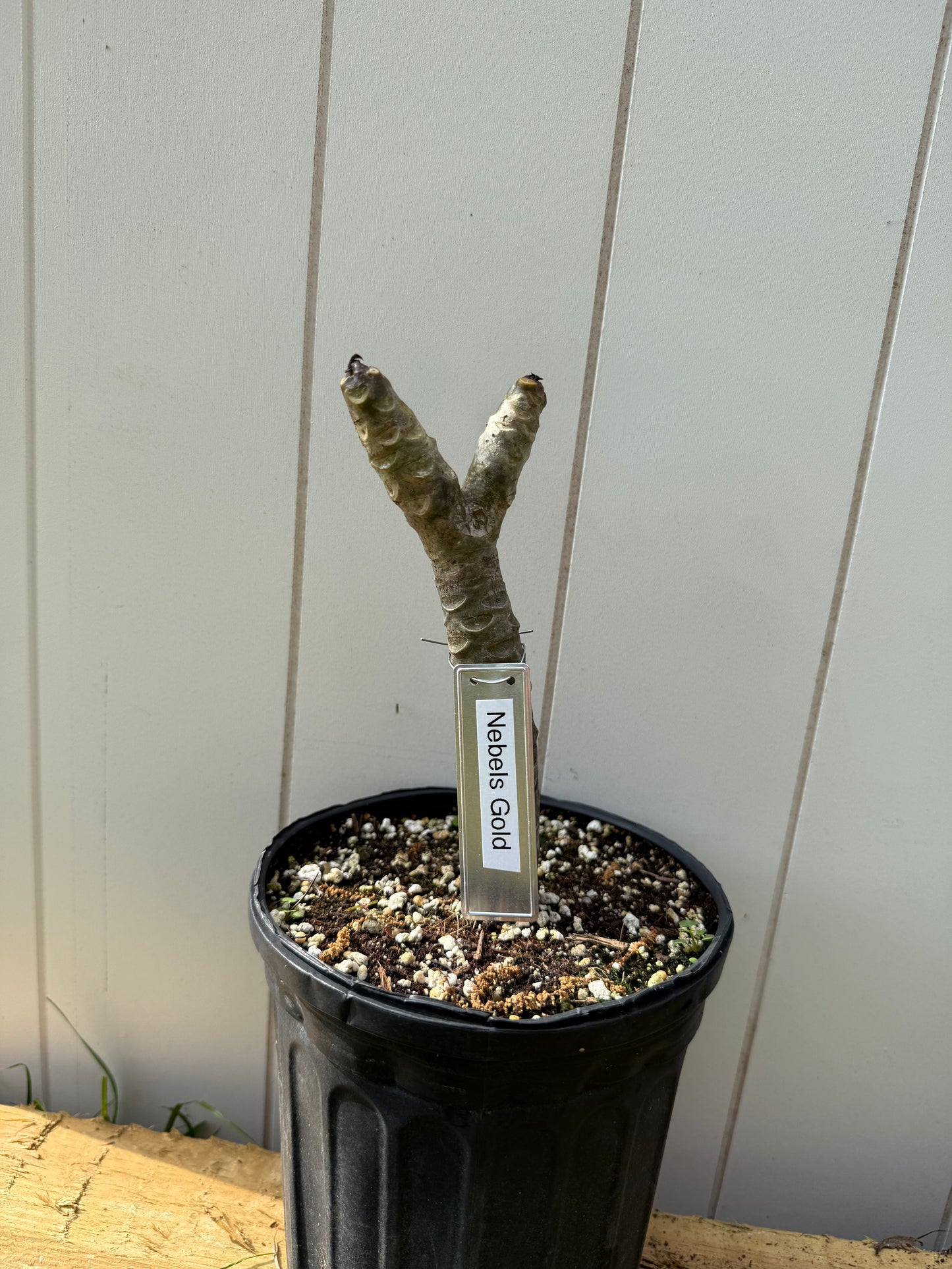 Nebels Gold Plumeria rooted cutting