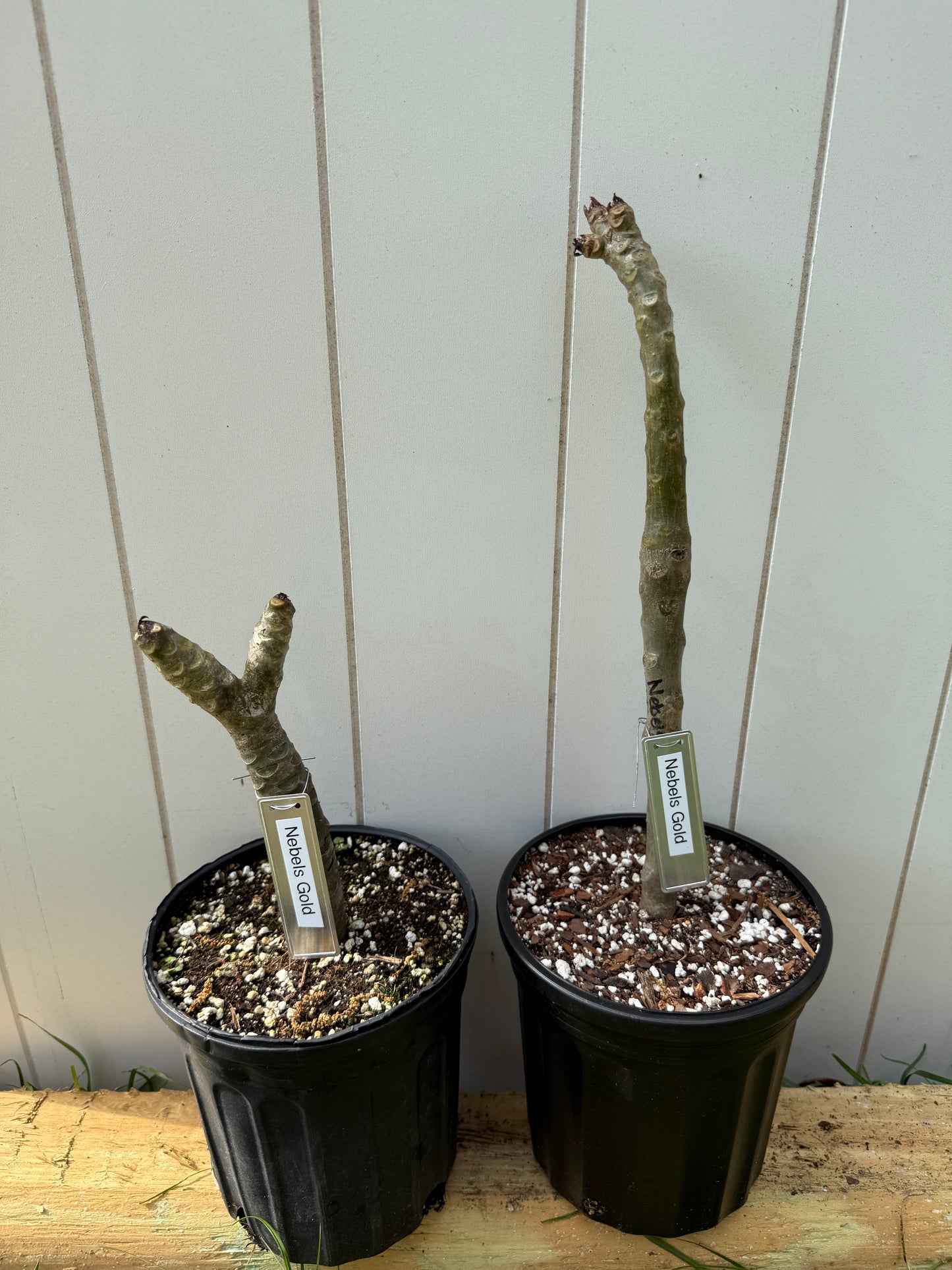 Nebels Gold Plumeria rooted cutting