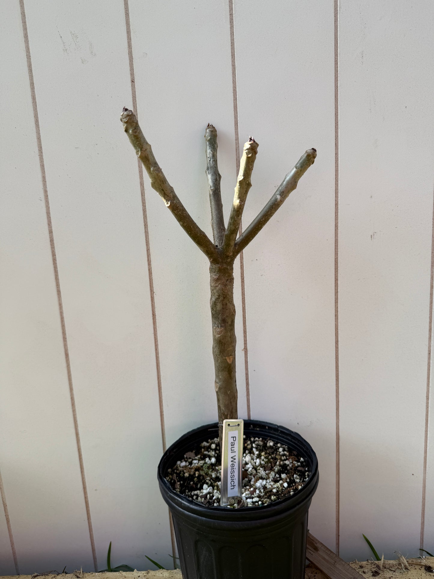 Paul Weissich Plumeria Rooted cutting