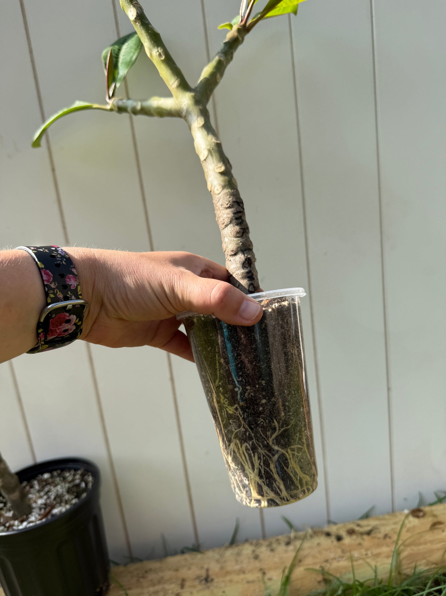 Pink Lemonade Plumeria Rooted cutting