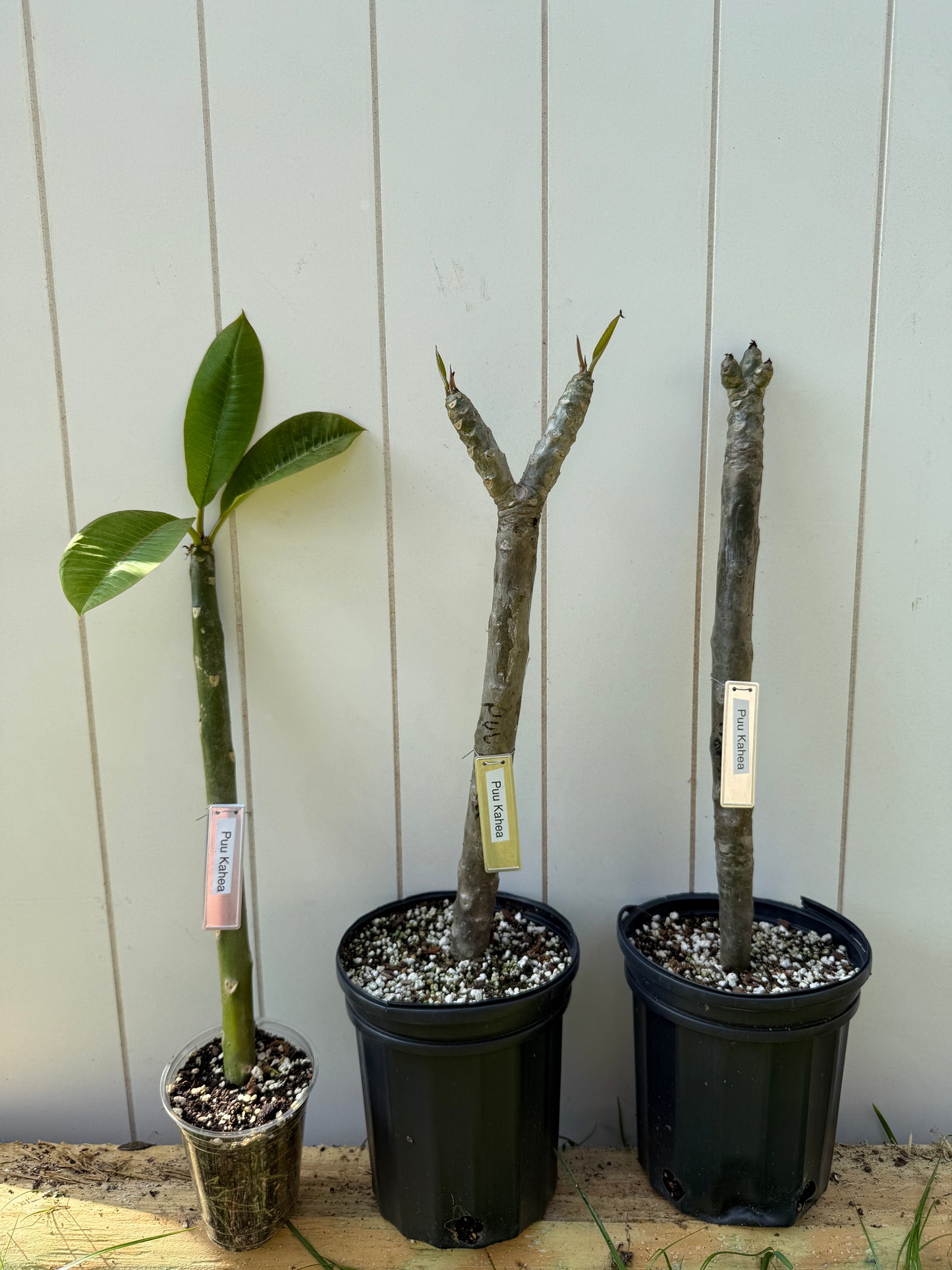 Puu Kahea Plumeria Rooted cutting