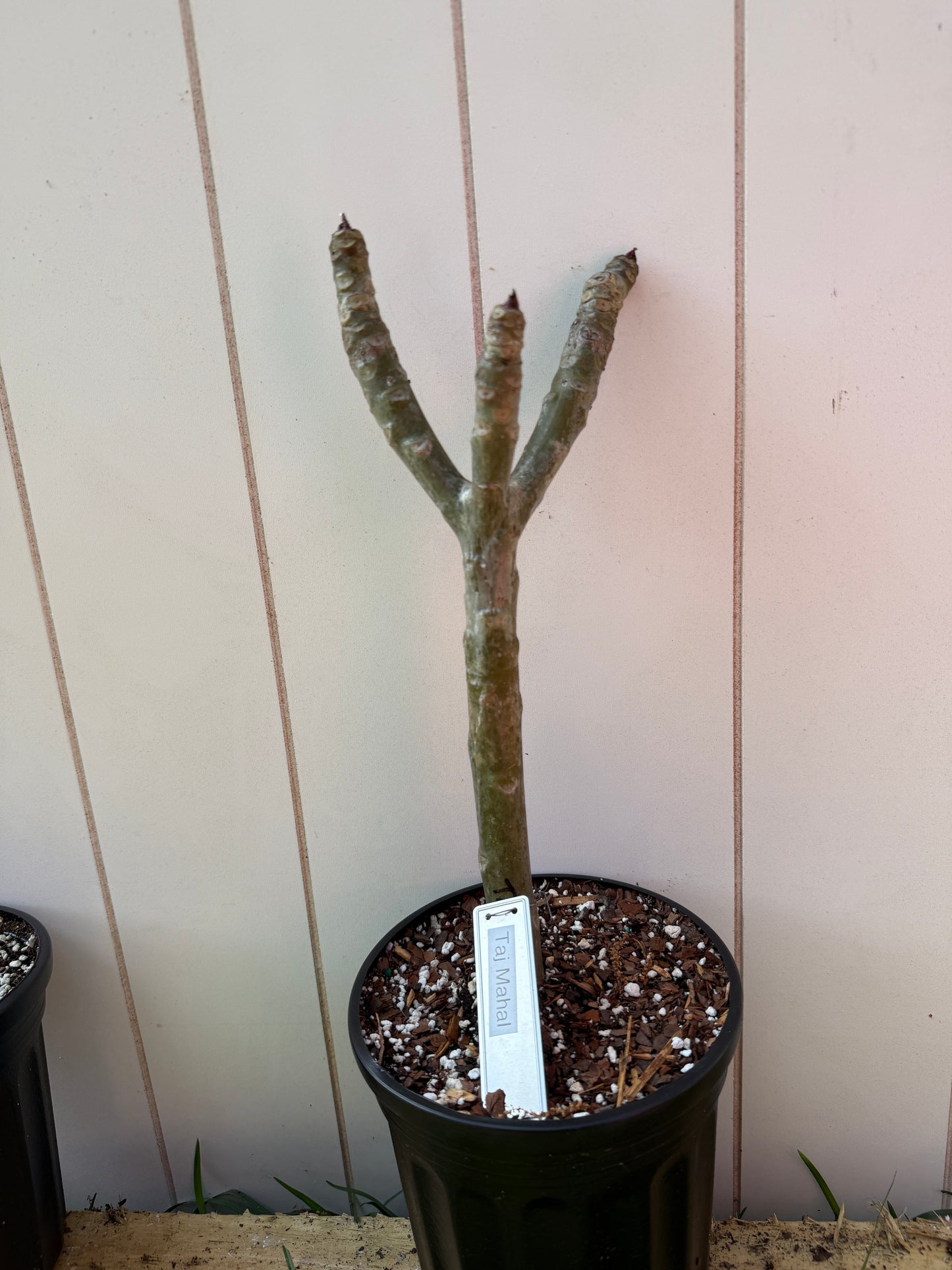 Taj Mahal Plumeria Rooted cutting