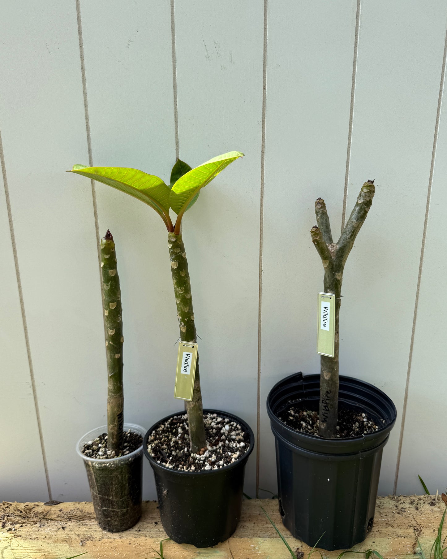 Wildfire Plumeria Rooted cutting