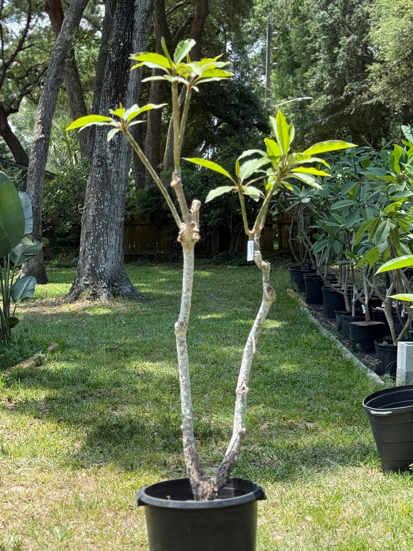 JJ Exotica Plumeria Tree (LOCAL)