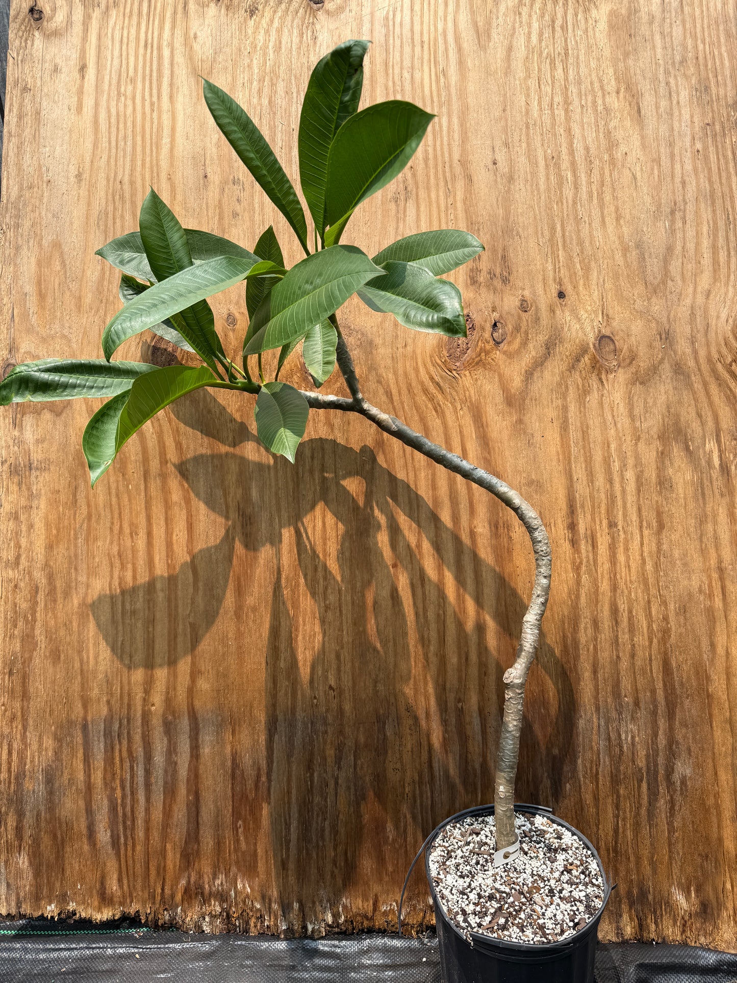NOID Yellow Plumeria 28", 2 growth tips (LOCAL)