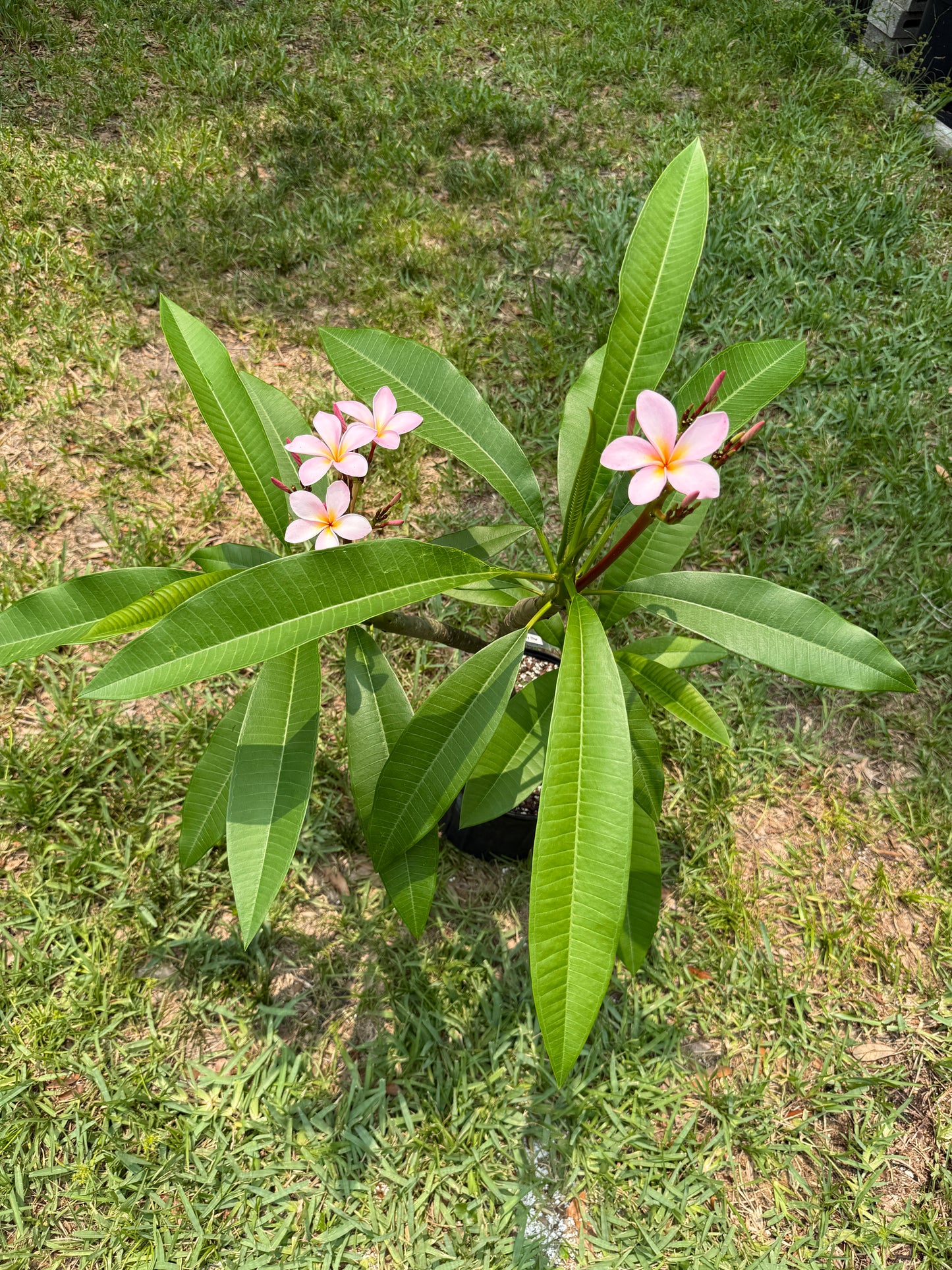 Rosy Star Plumeria Rooted cutting (LOCAL)