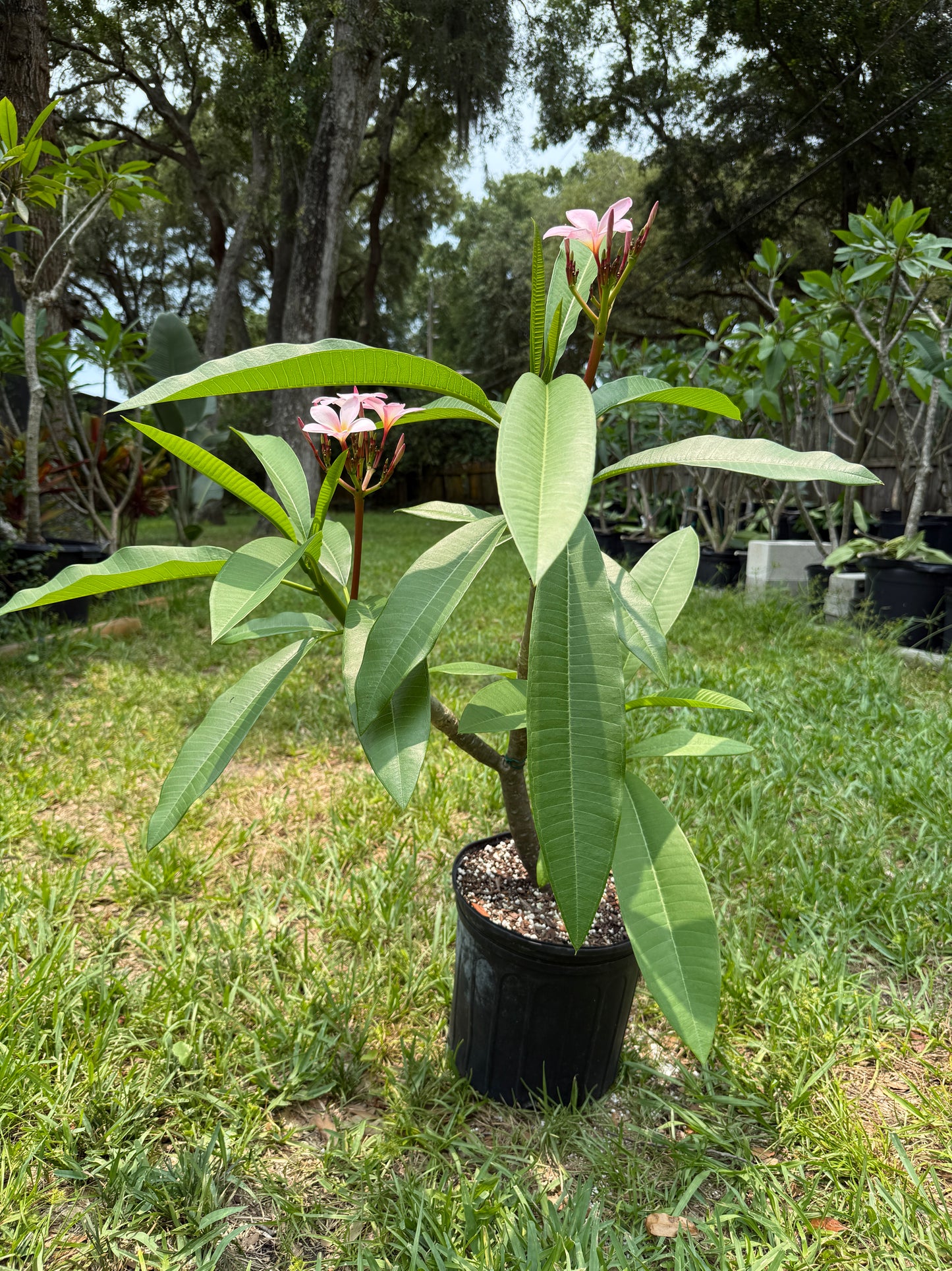 Rosy Star Plumeria Rooted cutting (LOCAL)