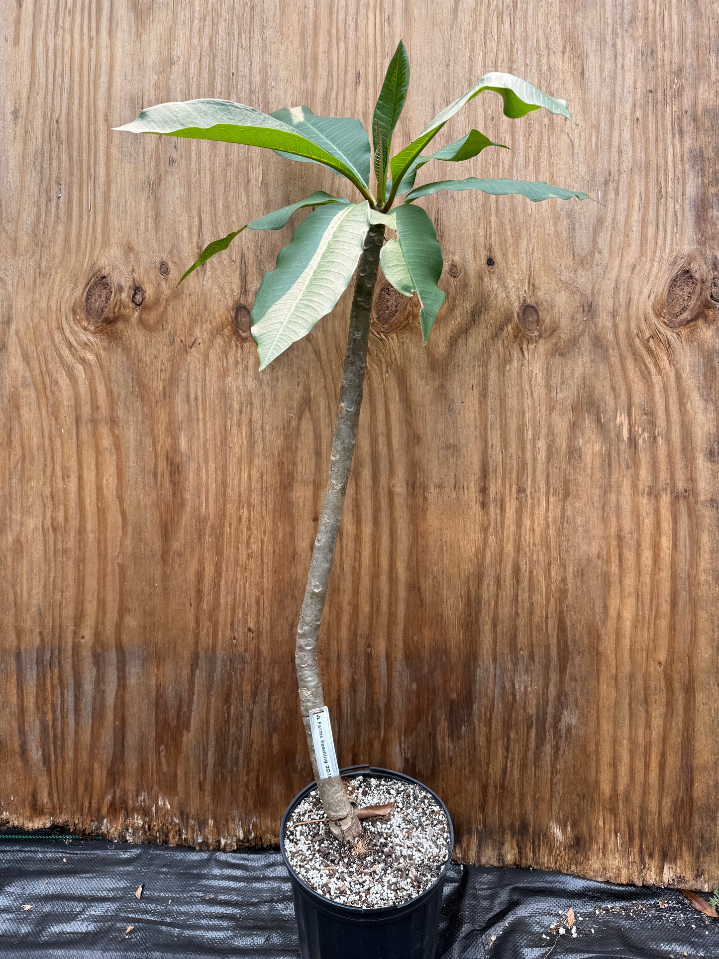 JL Farms Seedling 2018, 31" tall (LOCAL)