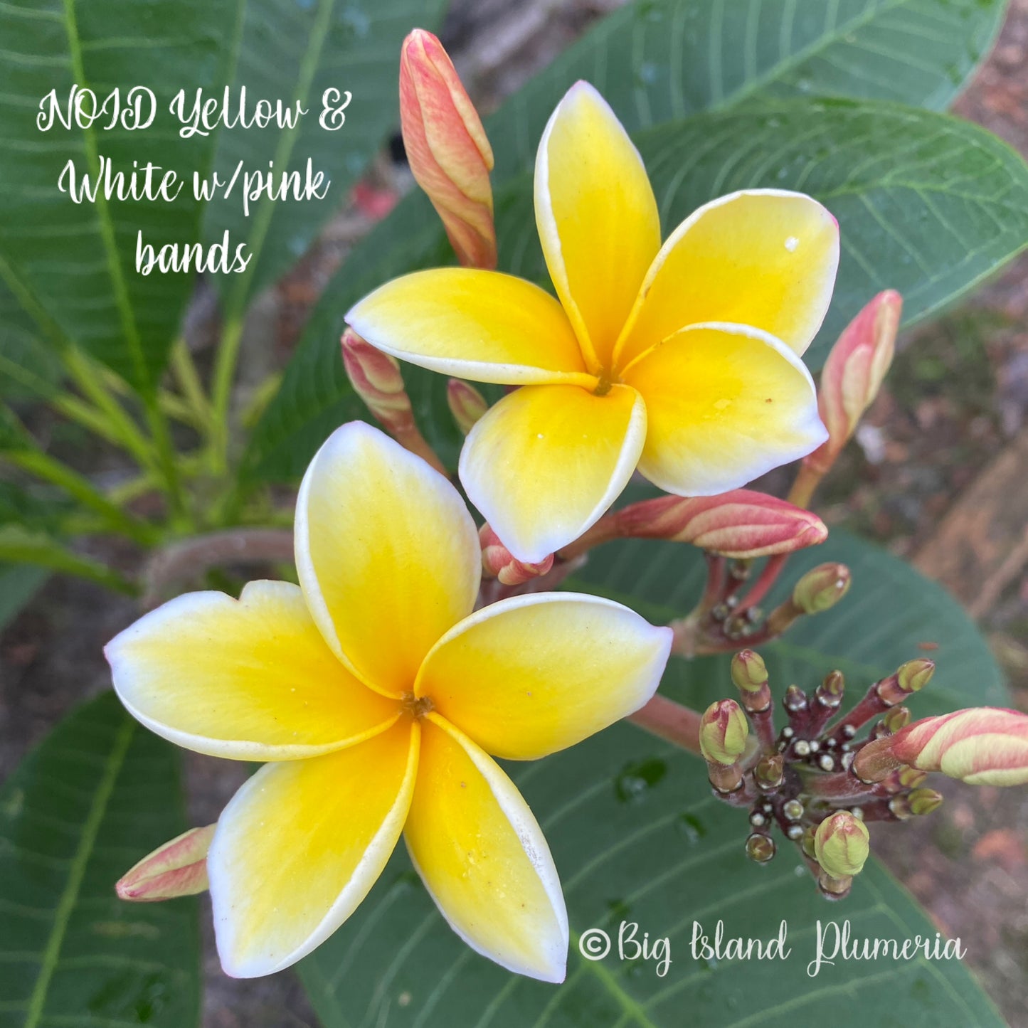 NOID Yellow Plumeria 28", 2 growth tips (LOCAL)