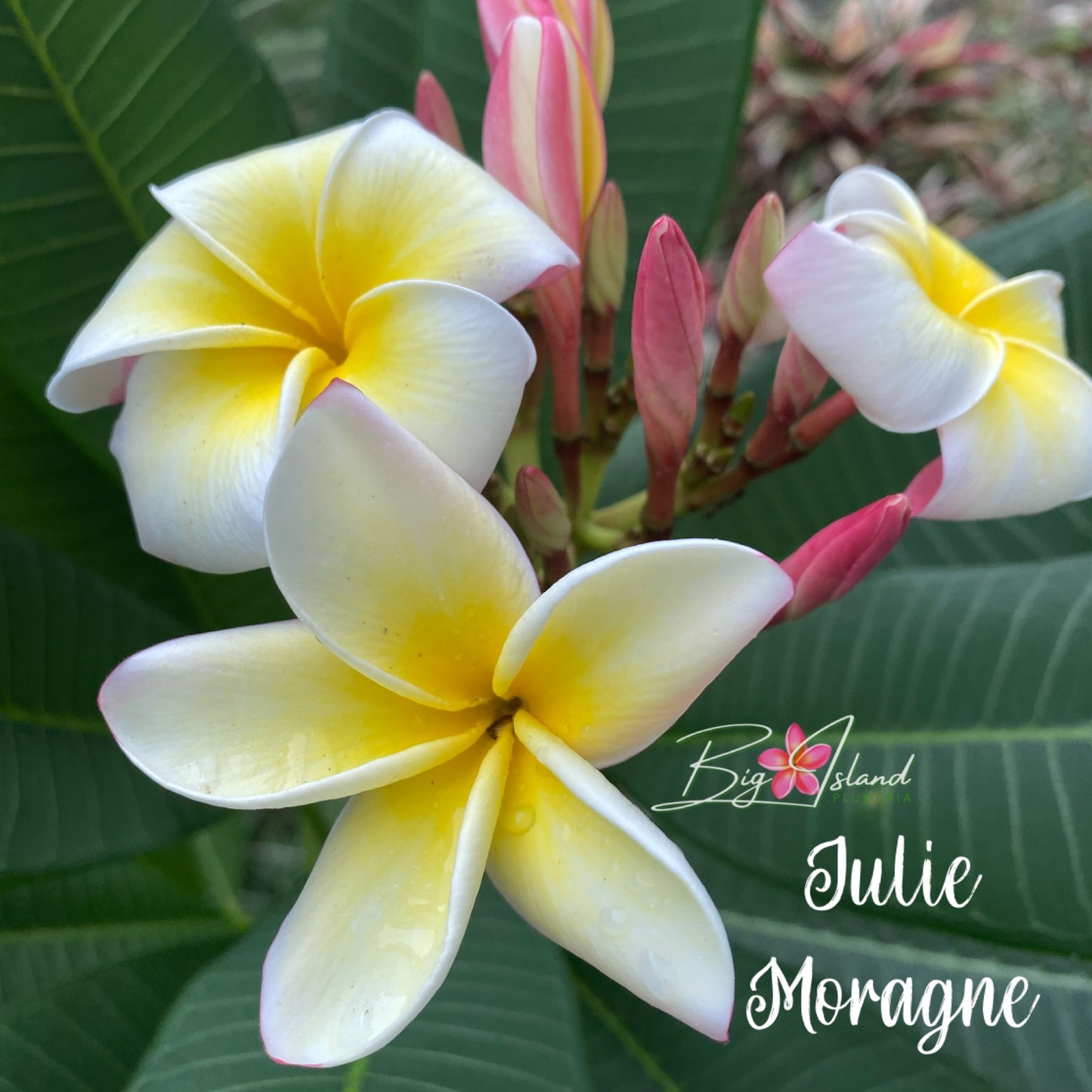 Julie Moragne Rooted cutting