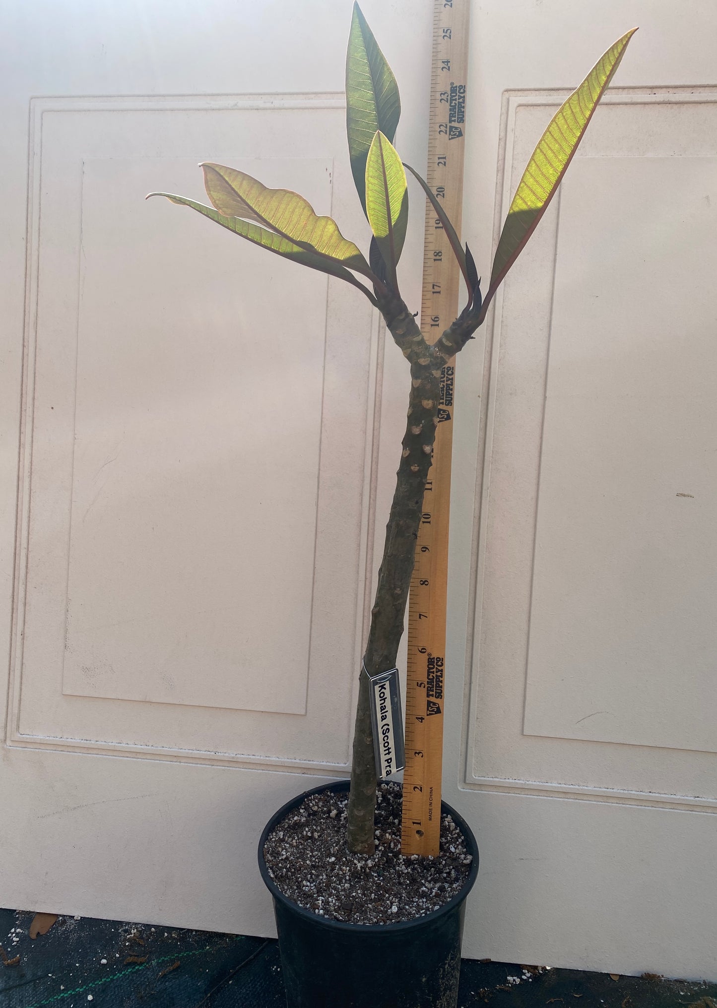 Kohala (Scott Pratt) Plumeria Rooted cutting