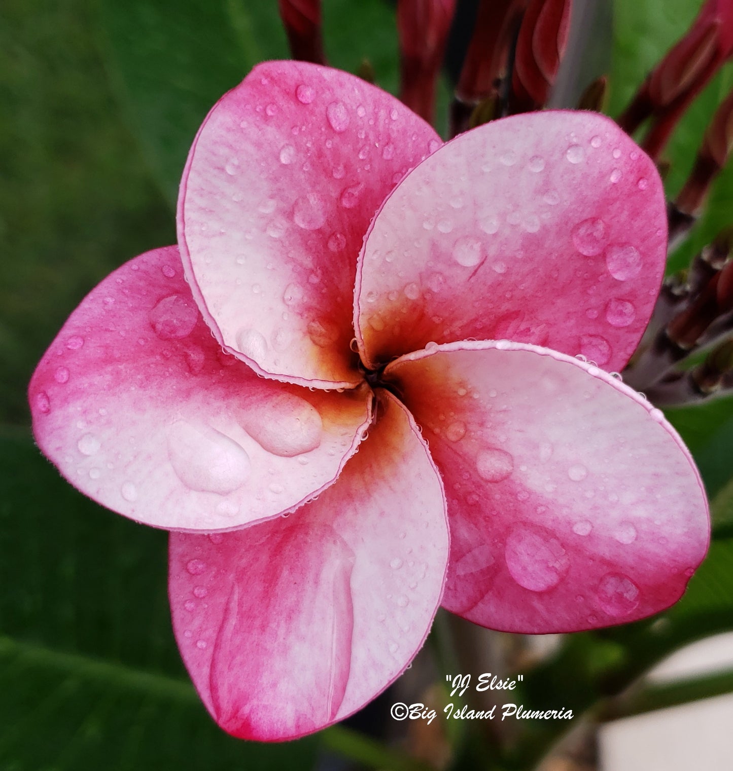 JJ Elsie Plumeria Rooted cutting