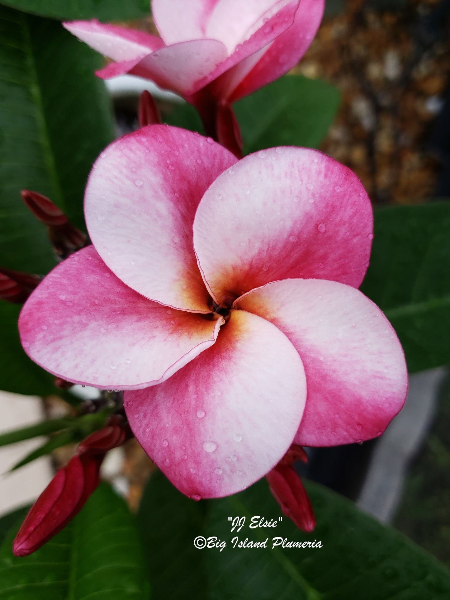 JJ Elsie Plumeria Rooted cutting