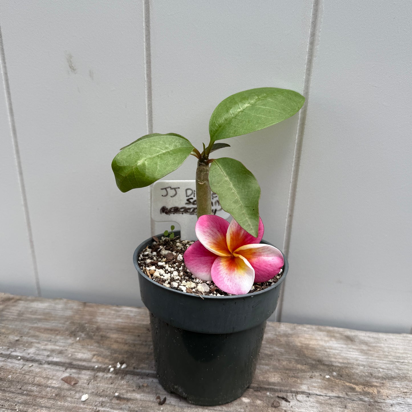 Plumeria 1-year Seedlings - Make your own Pack!