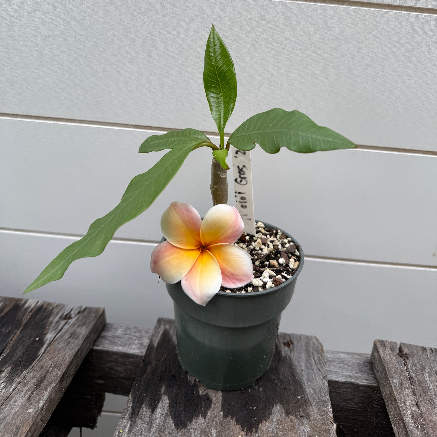 Plumeria 1-year Seedlings - Make your own Pack!