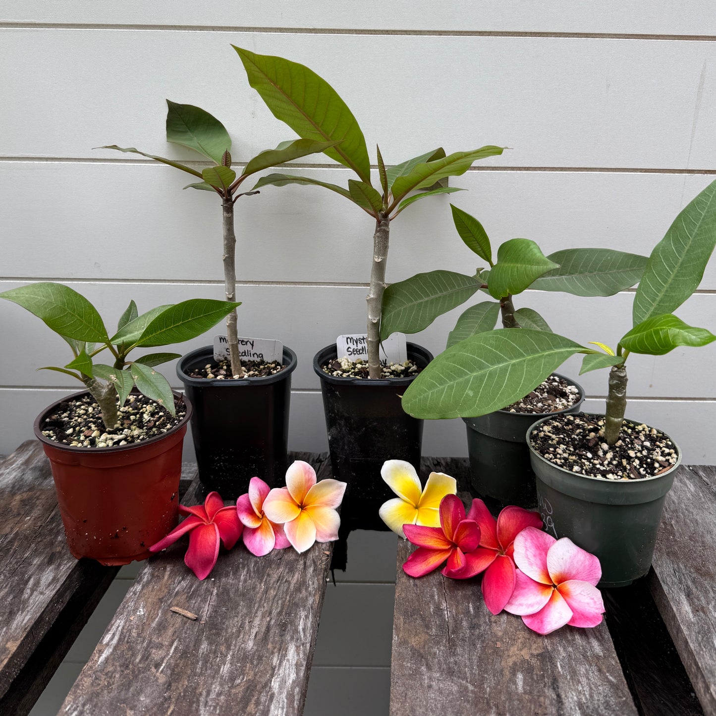 Plumeria 1-year Seedlings - Make your own Pack!