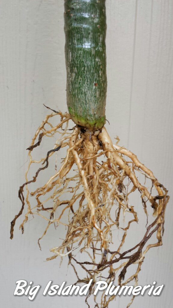 Plumeria 1-year Seedlings - Make your own Pack!