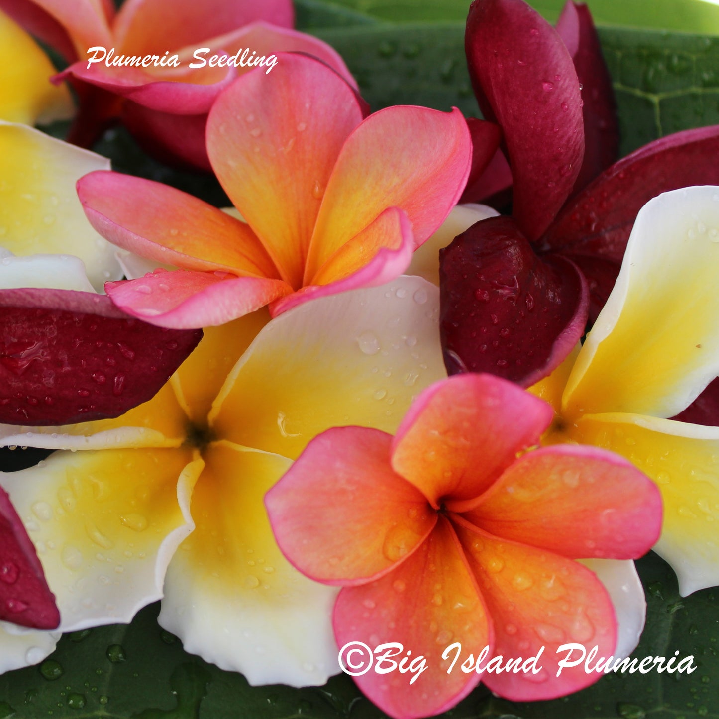 Plumeria 1-year Seedlings - Make your own Pack!