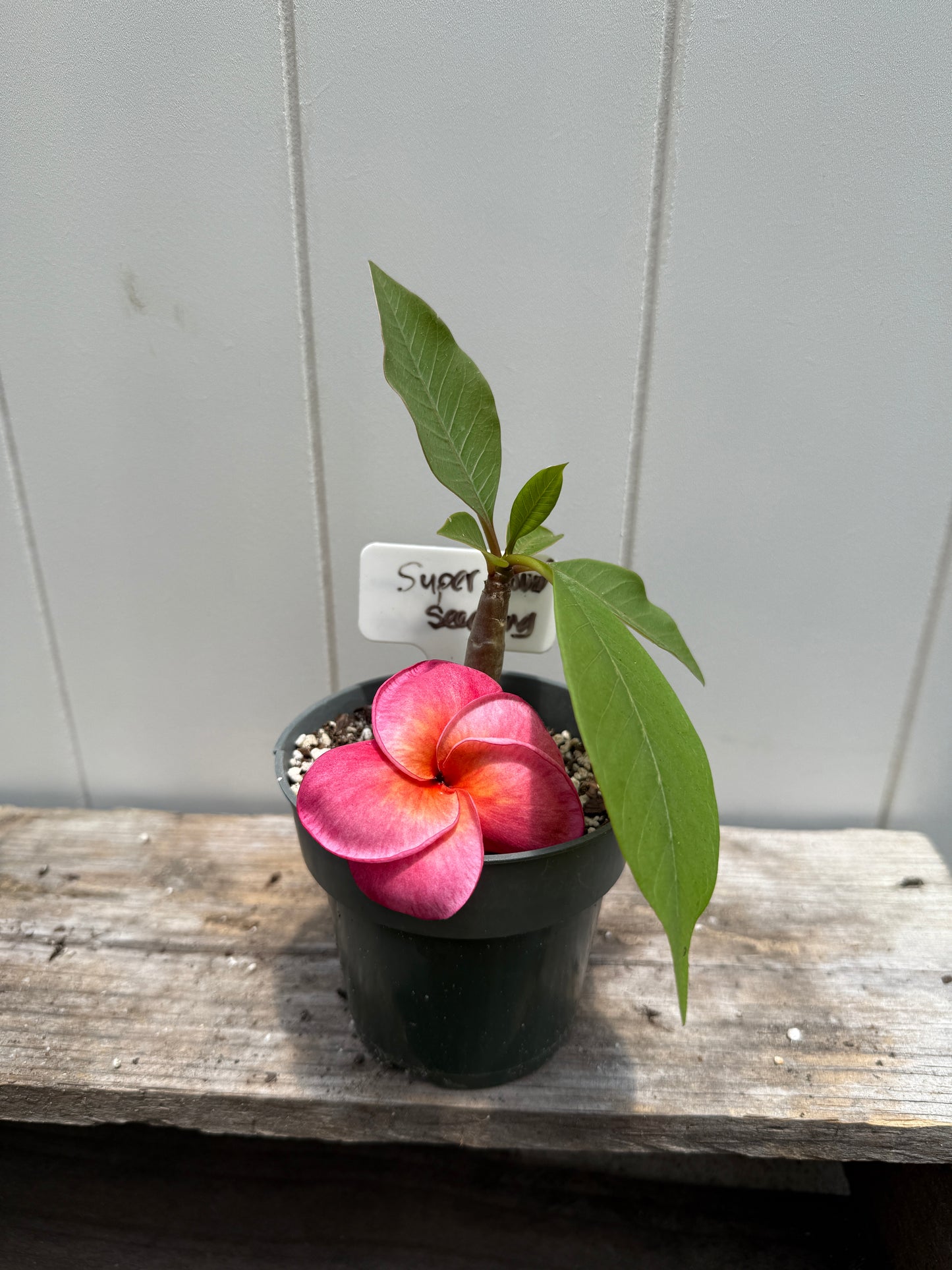 Plumeria 1-year Seedlings - Make your own Pack!