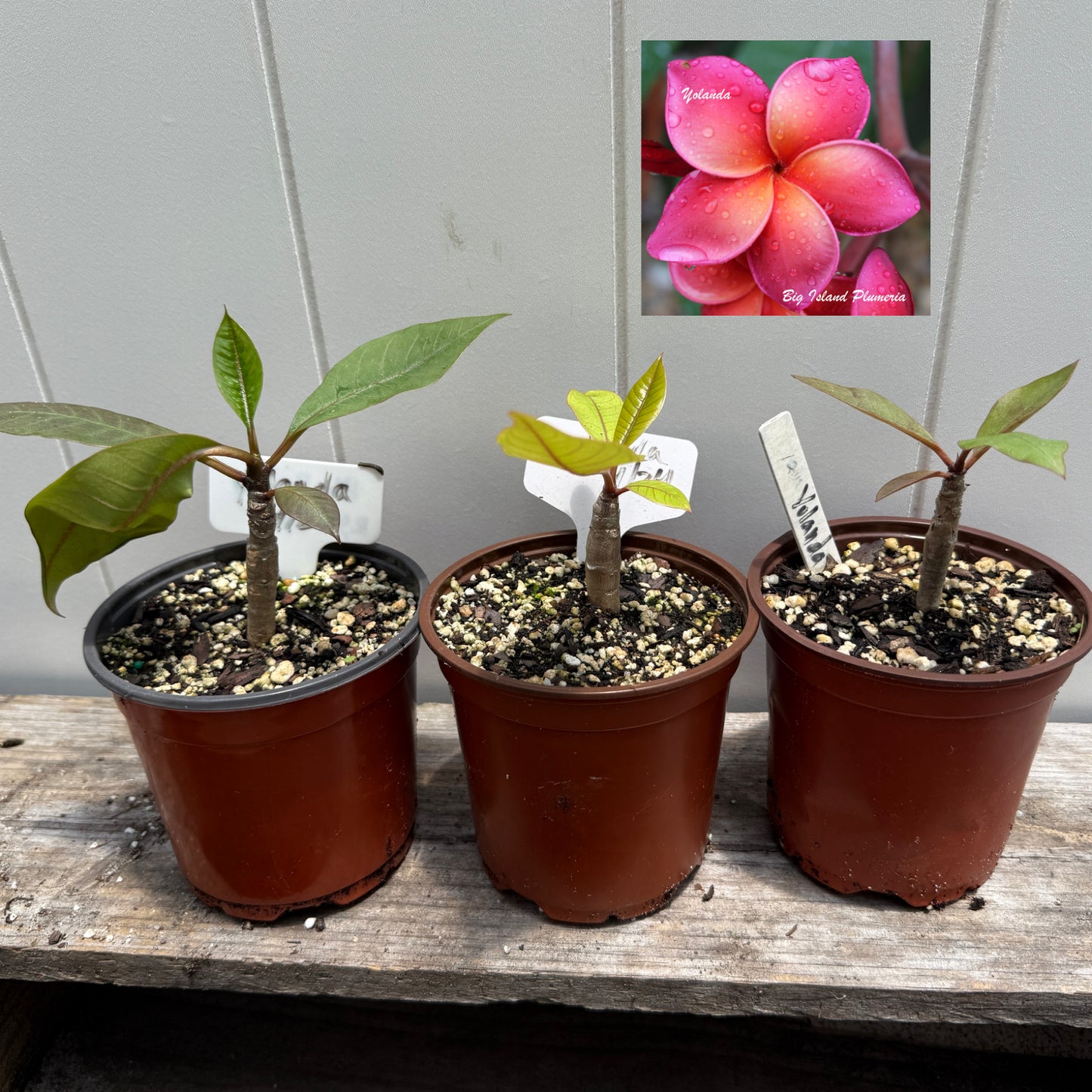 Plumeria 1-year Seedlings - Make your own Pack!