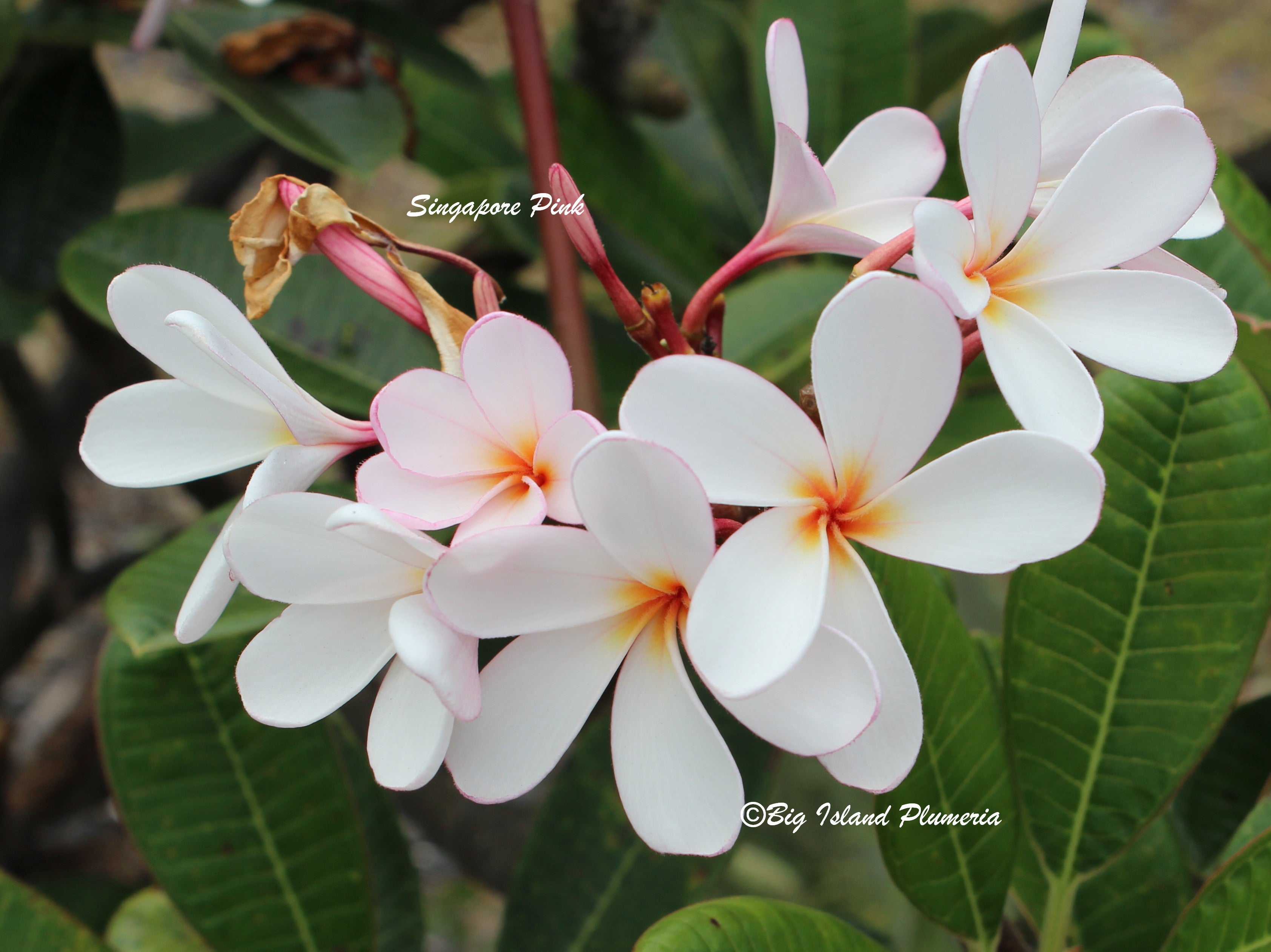 Dwarf Plumeria Collection – Big Island Plumeria