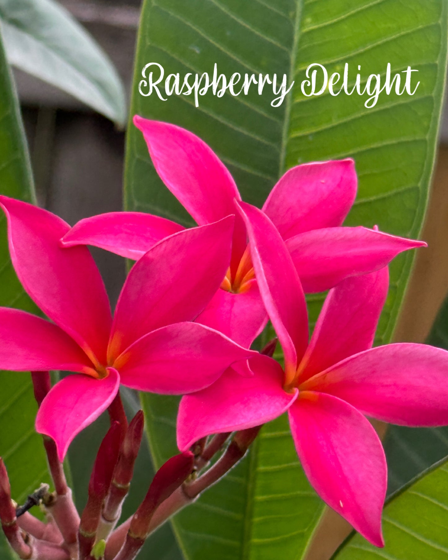 Raspberry Delight Plumeria rooted cutting