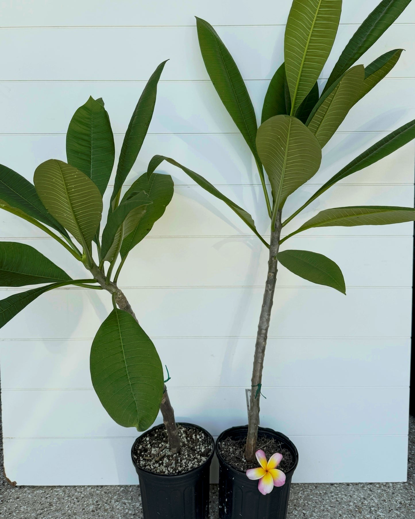 Anaheim Sunset Plumeria rooted cutting (LOCAL)