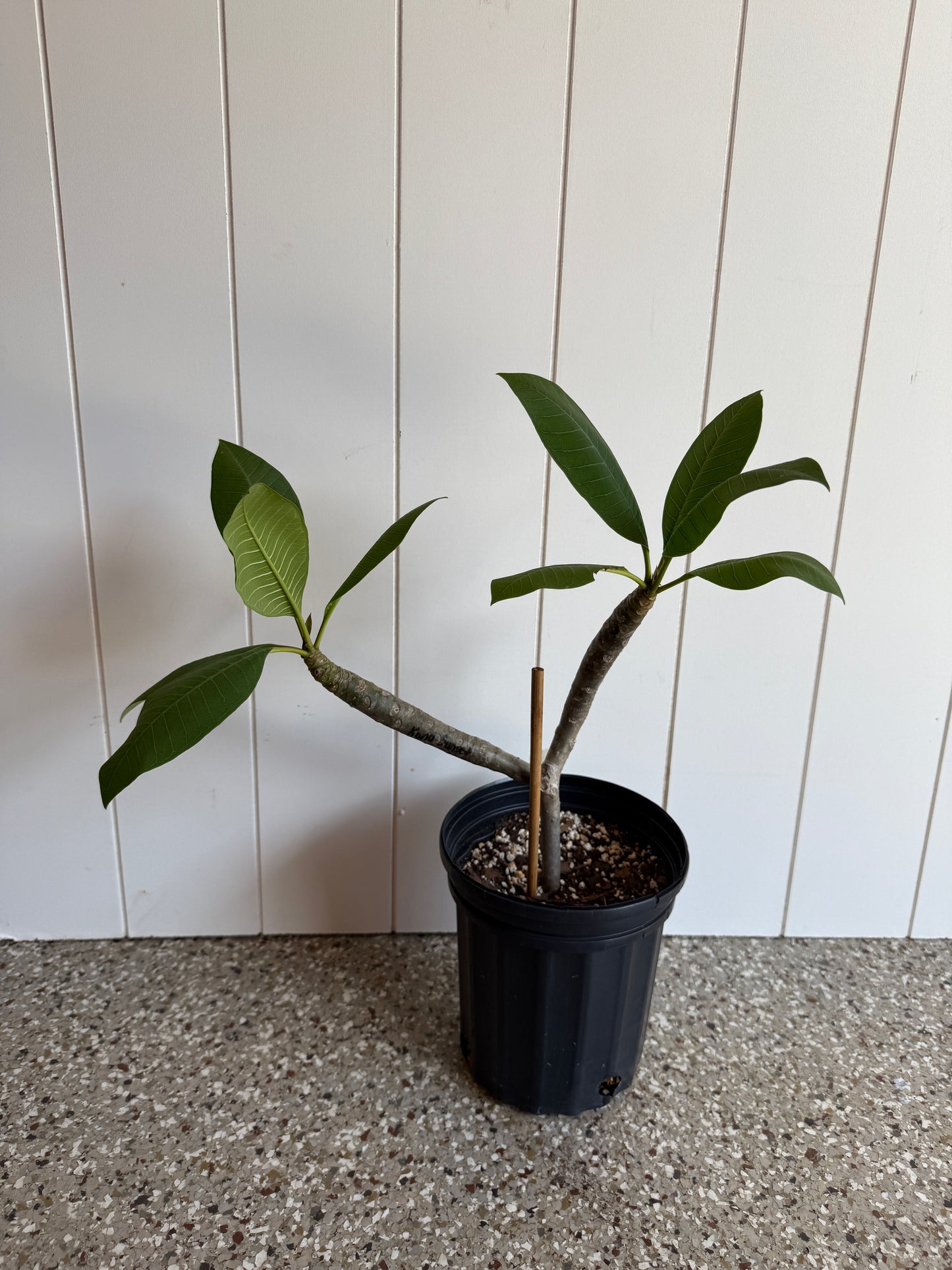 Kona Sunset Plumeria rooted cutting
