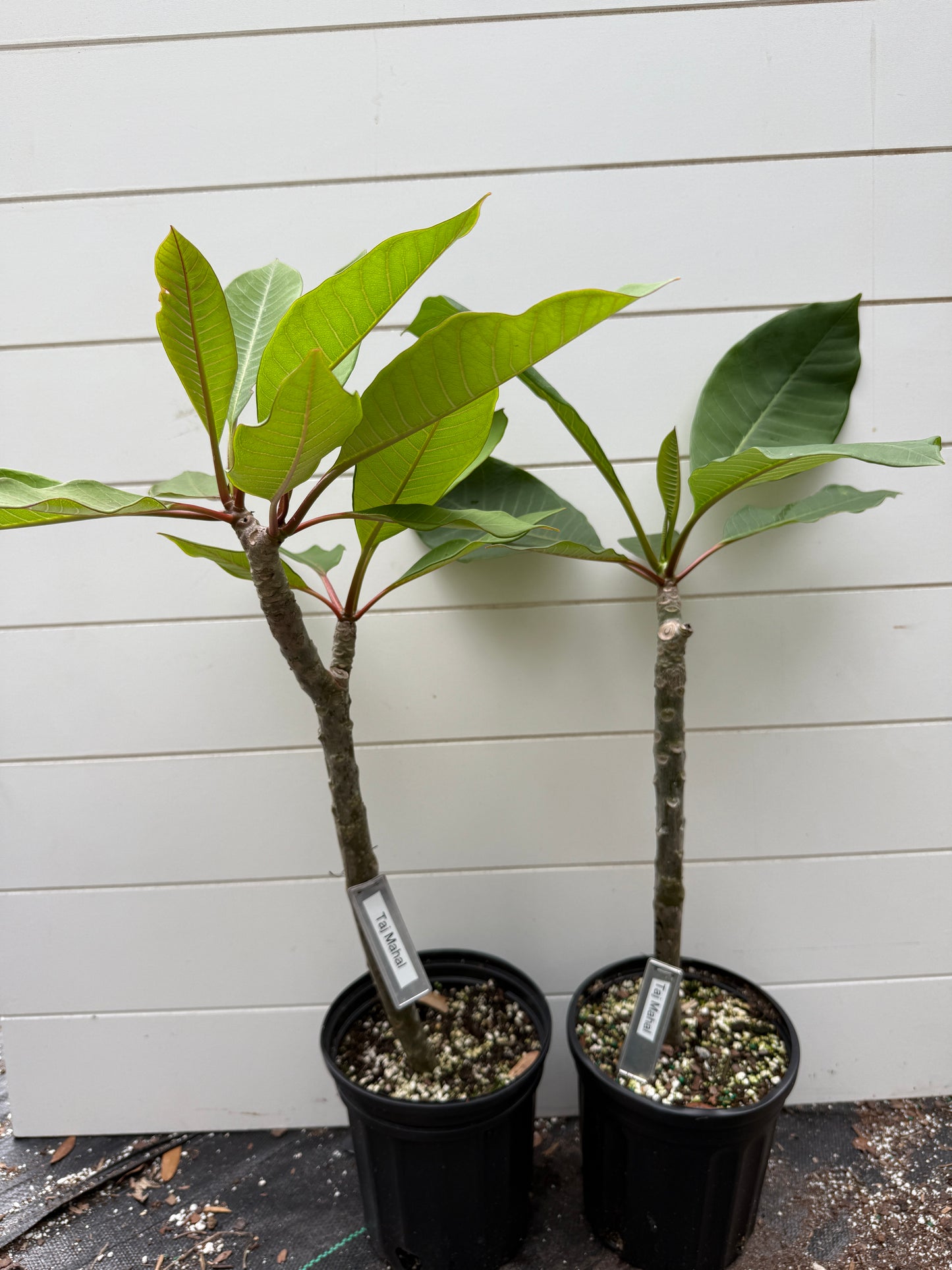 Taj Mahal Plumeria Rooted cutting