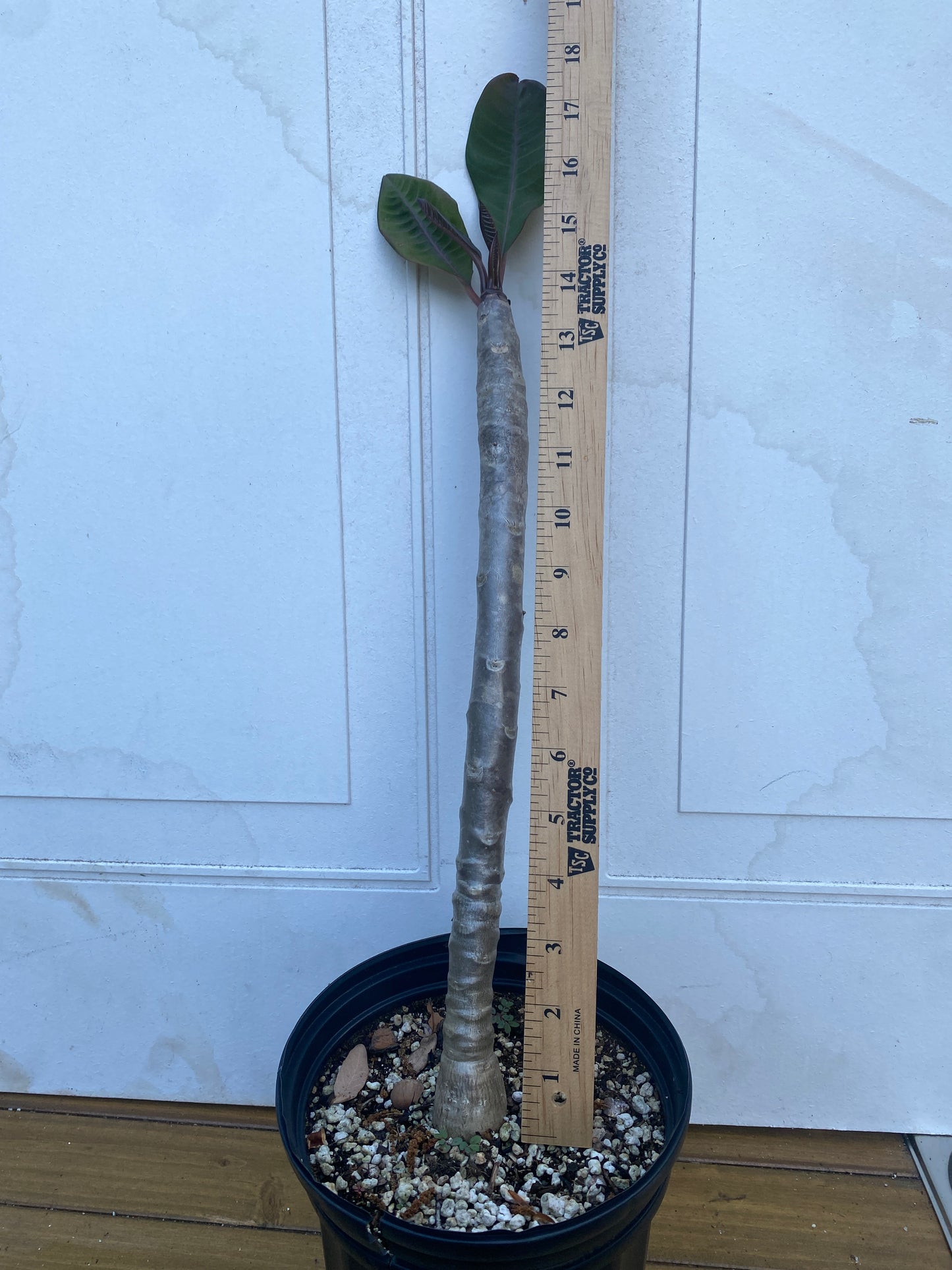 Mystery Plumeria Seedling 3-4yrs old