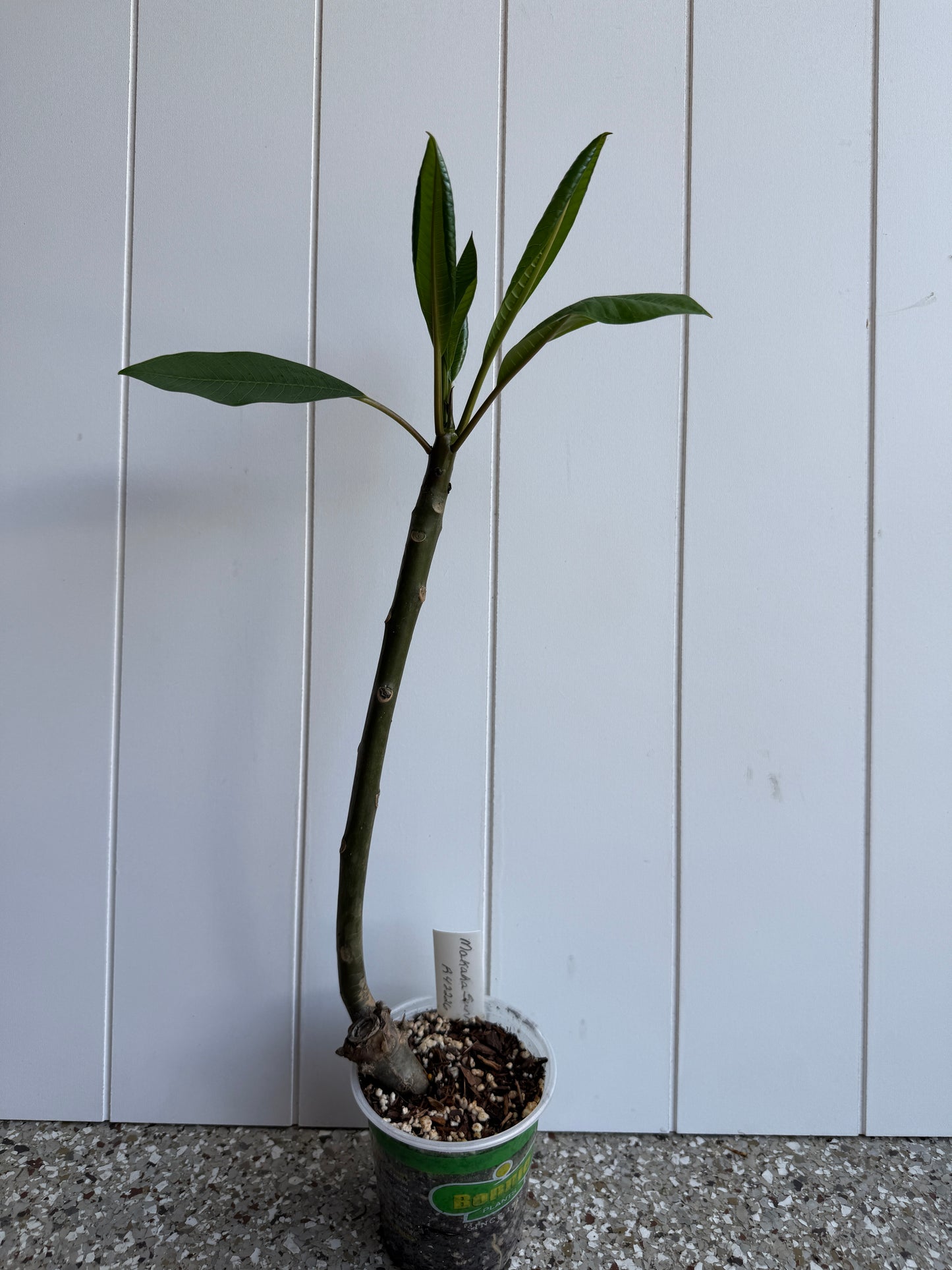 Makaha Sunn Plumeria Rooted cutting